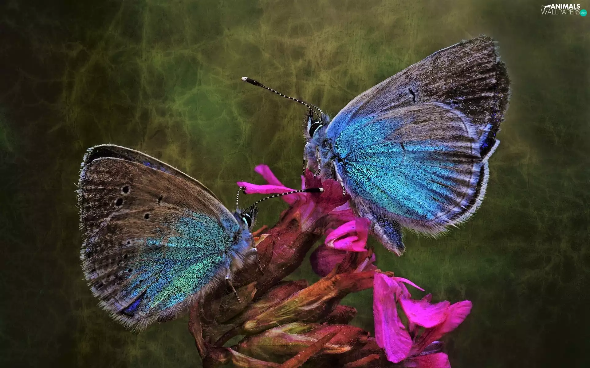 blue tits, Colourfull Flowers, Blue, butterflies, Two cars