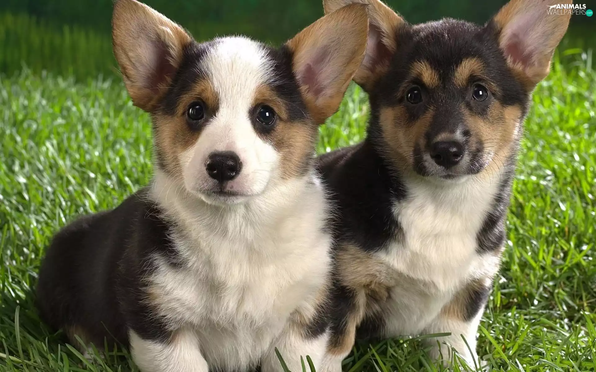 Two cars, Corgi, grass, puppies