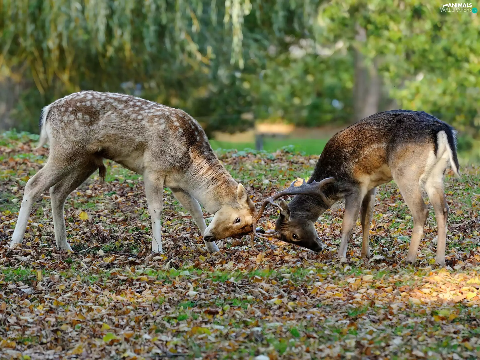Two cars, deer, Fight, young