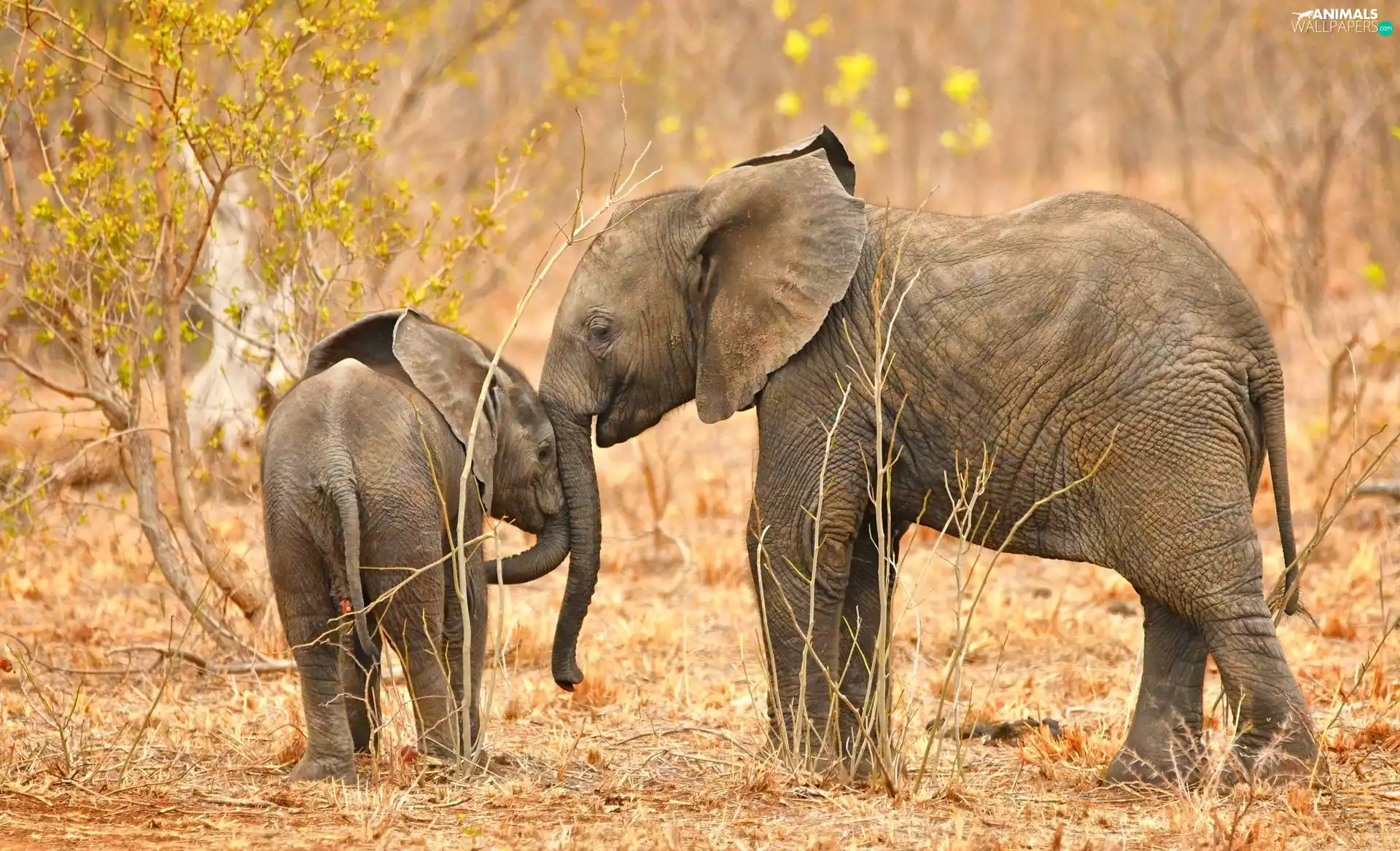 Baby Elephant, Two cars, little doggies