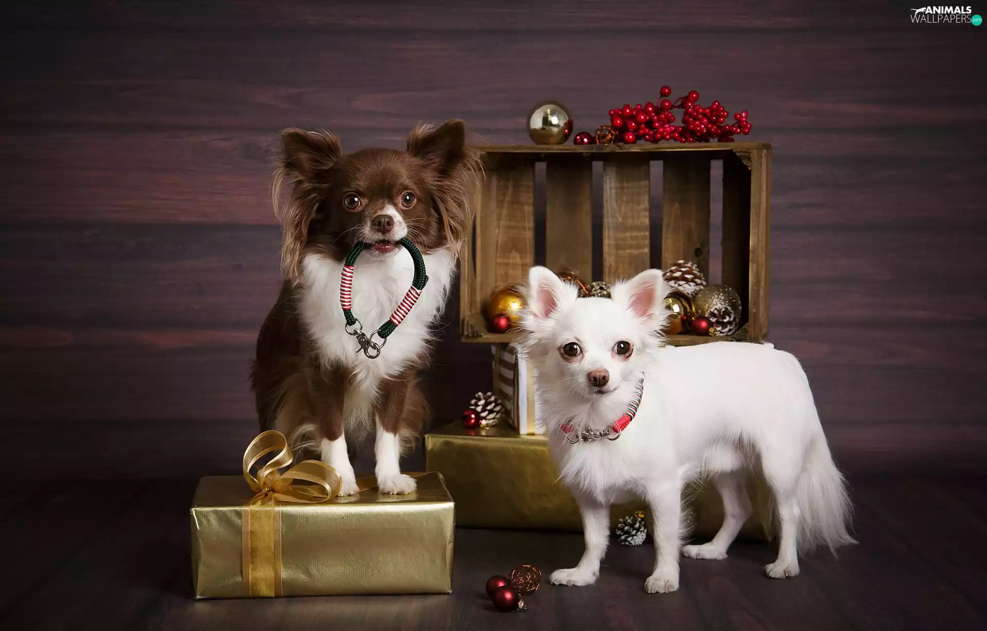gifts, baubles, Dogs, Long-haired Chihuahua, Two cars