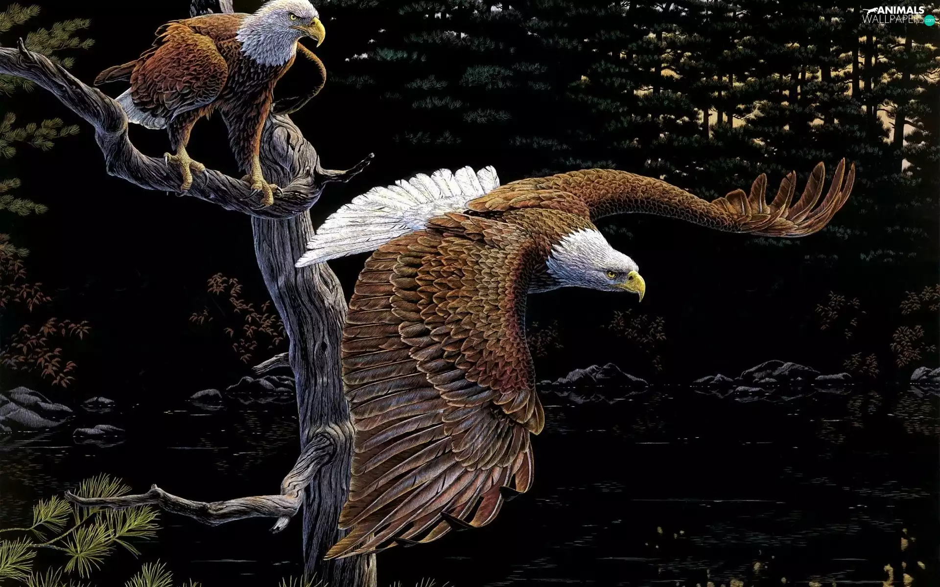 2D Graphics, Two cars, Bald Eagles