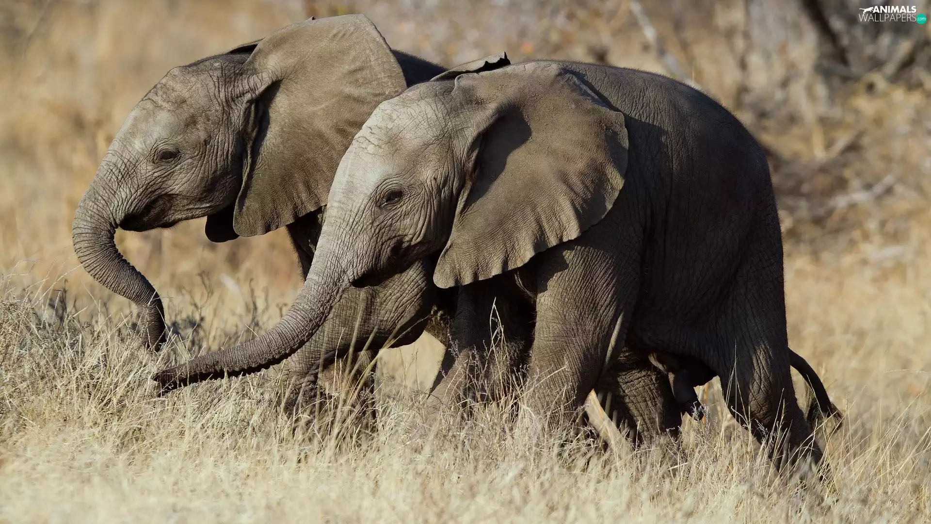 Two cars, Elephants, grass, young