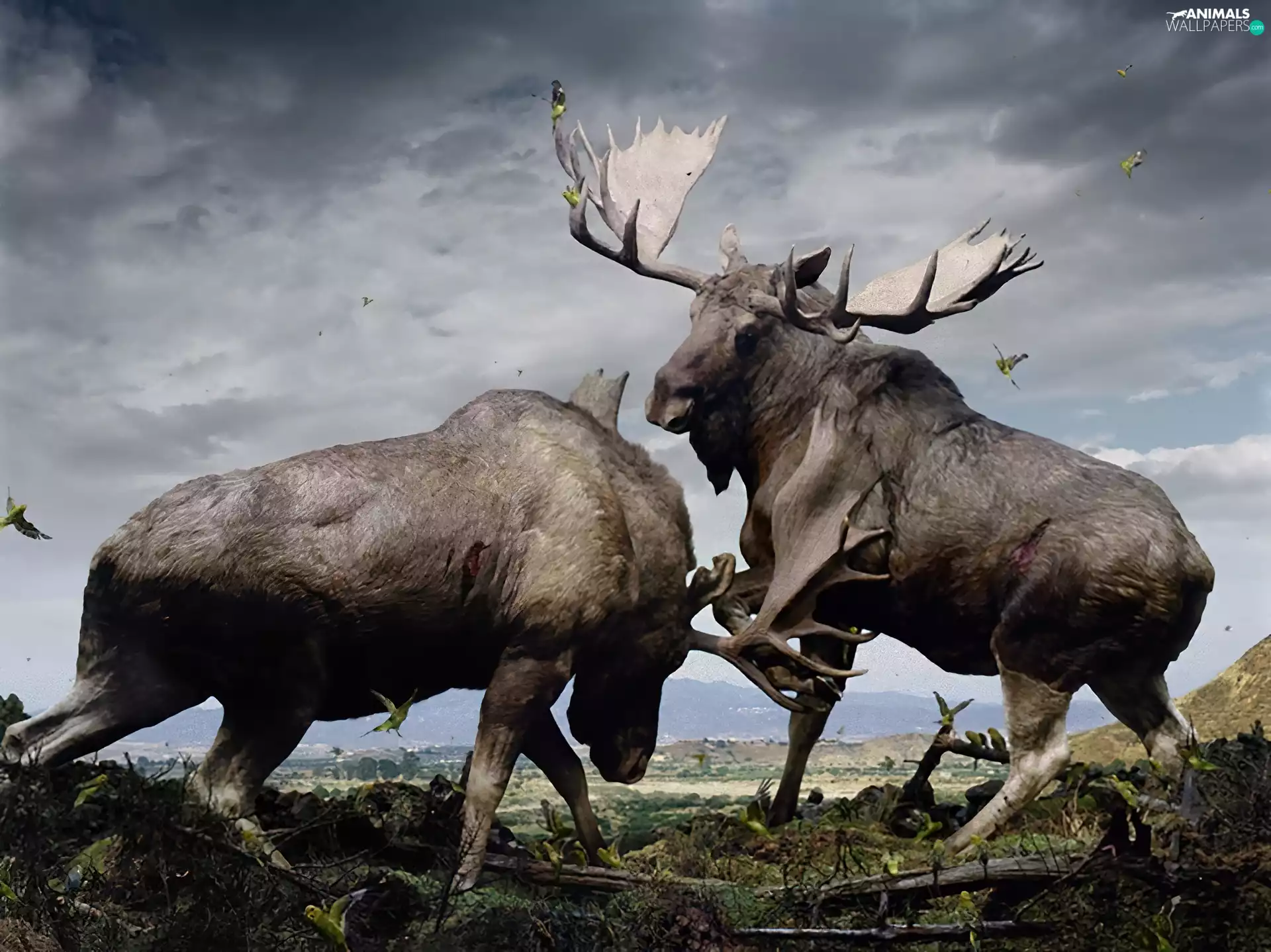 elks, Fight, Two cars