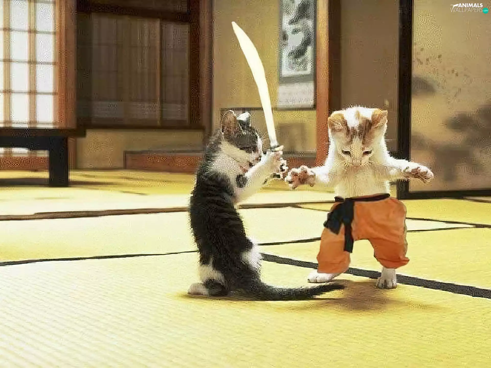 Two cars, Fight, sword, cats
