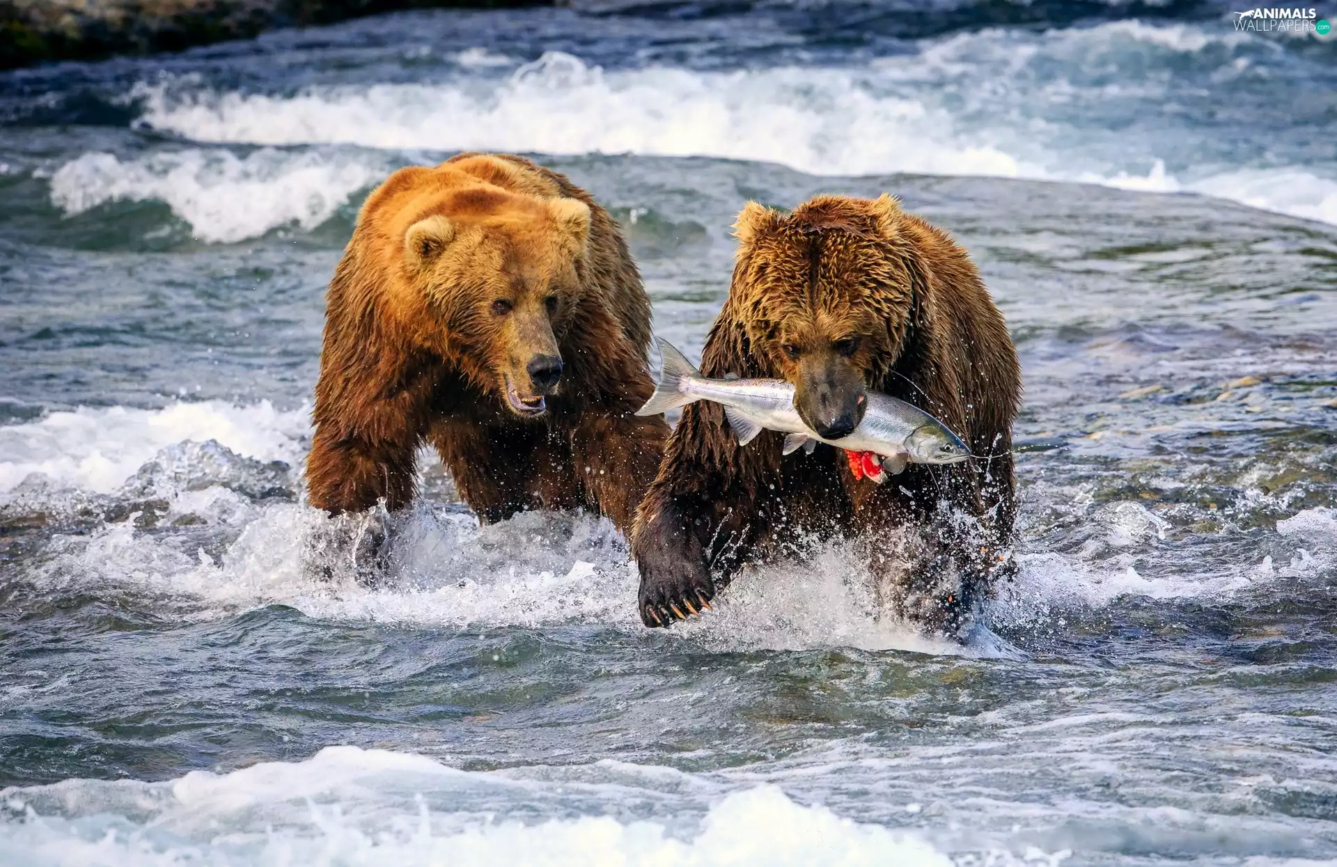 Two cars, fish, sea, bears