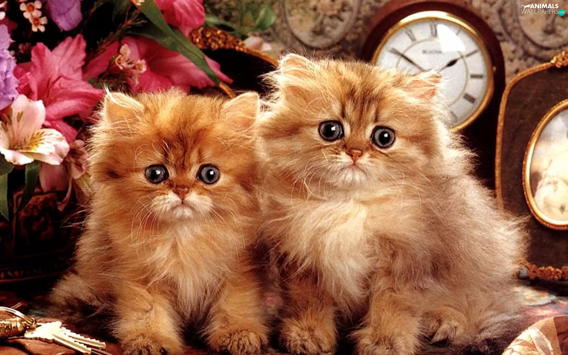 Two cars, Flowers, clocks, puss