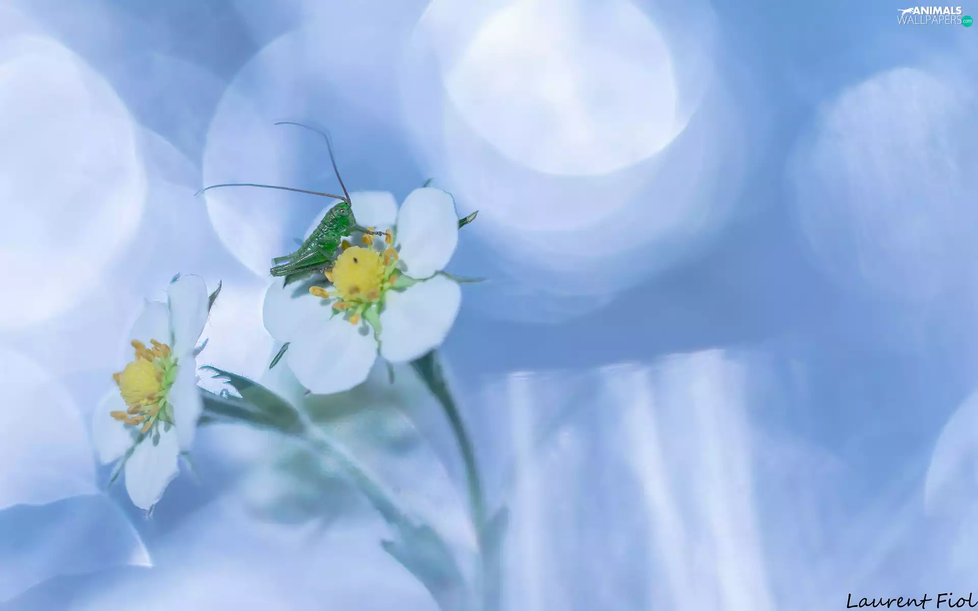 Two cars, Flowers, grasshopper, White