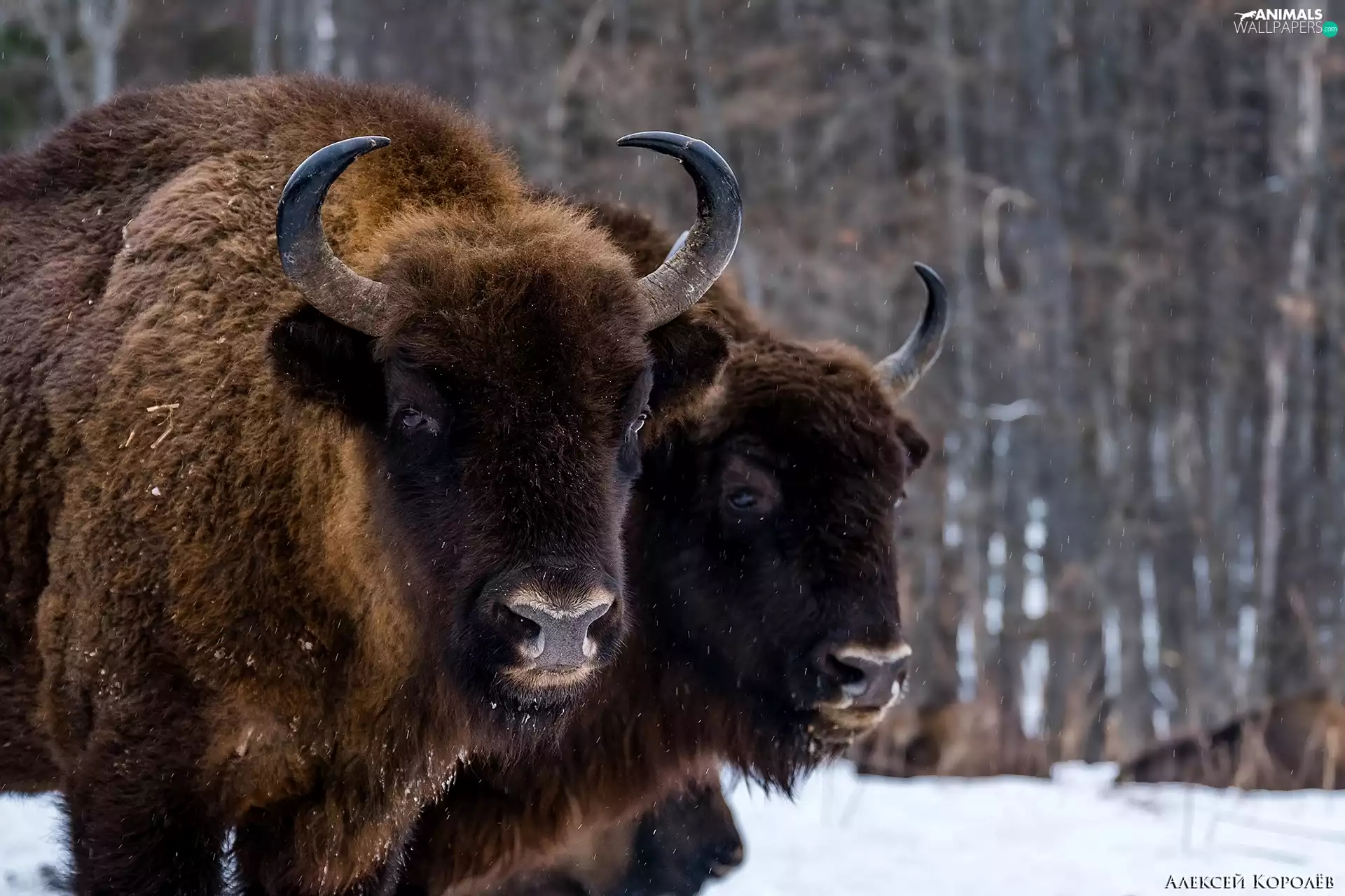 Two cars, forest, snow, Bisons