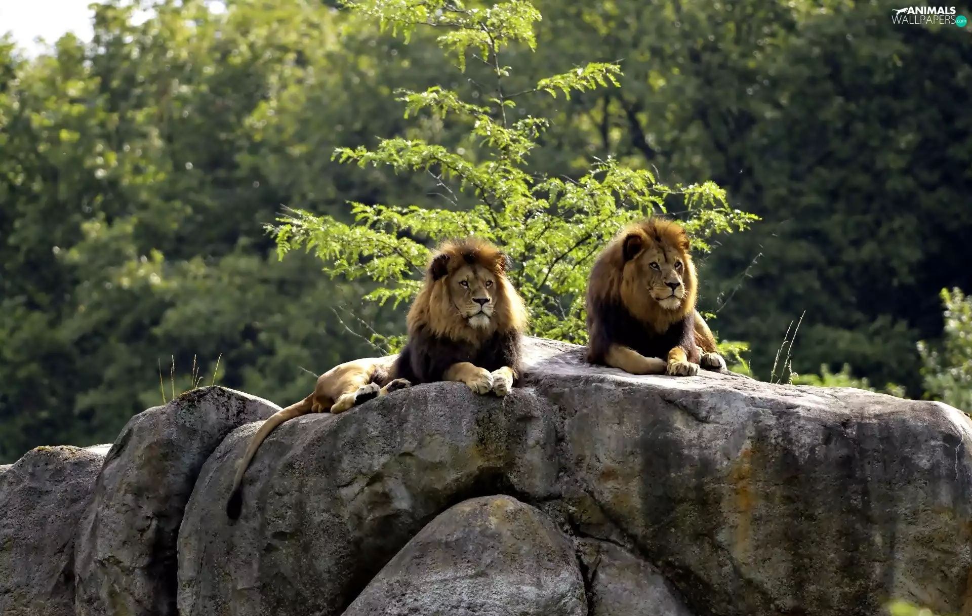 Two cars, forest, rocks, lions