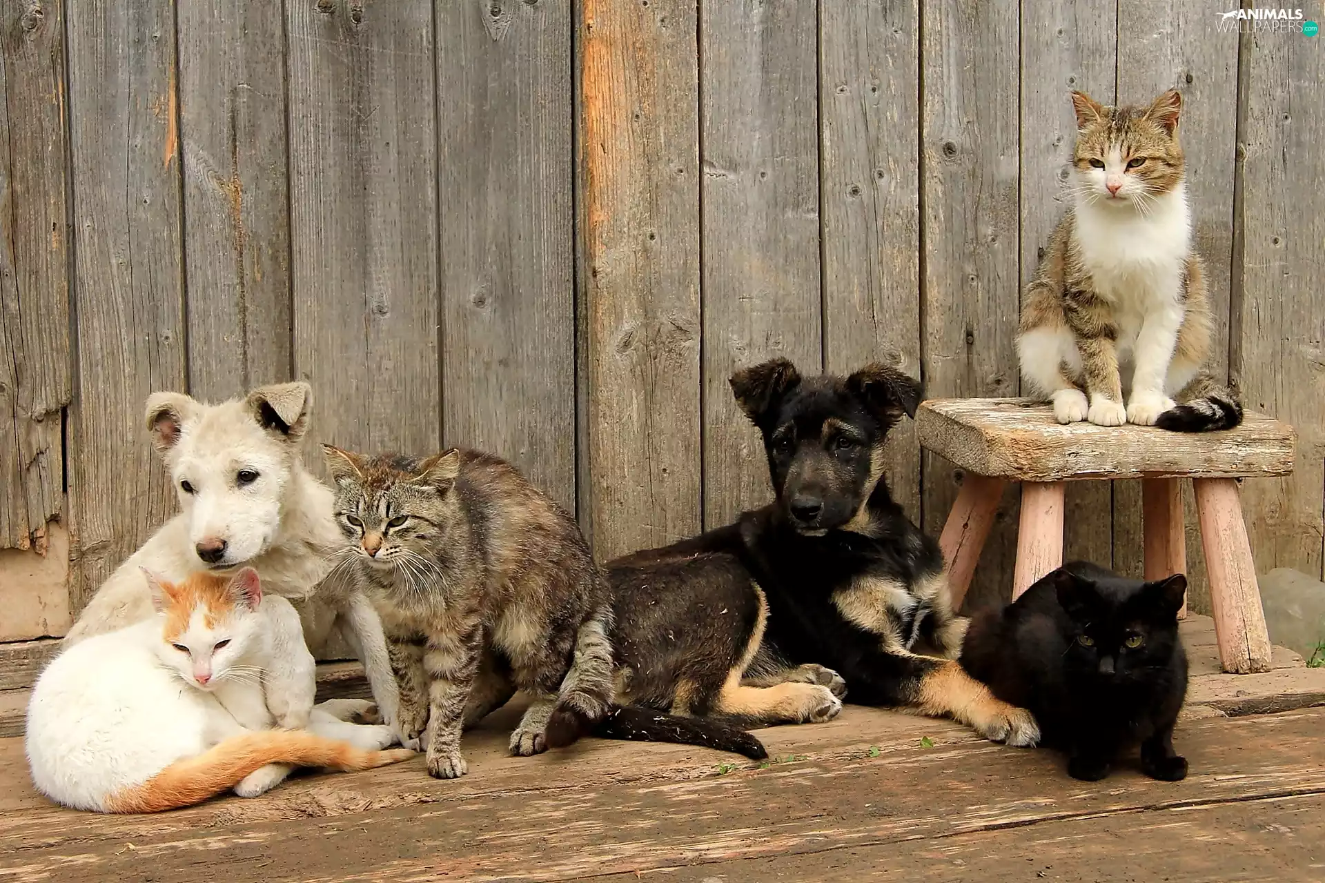 Two cars, four, cats, Dogs