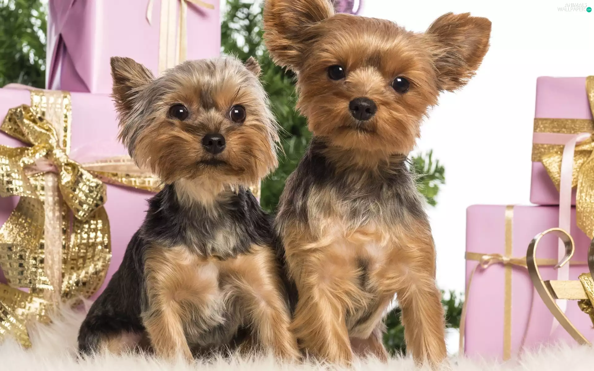 Two cars, gifts, christmas, Yorki