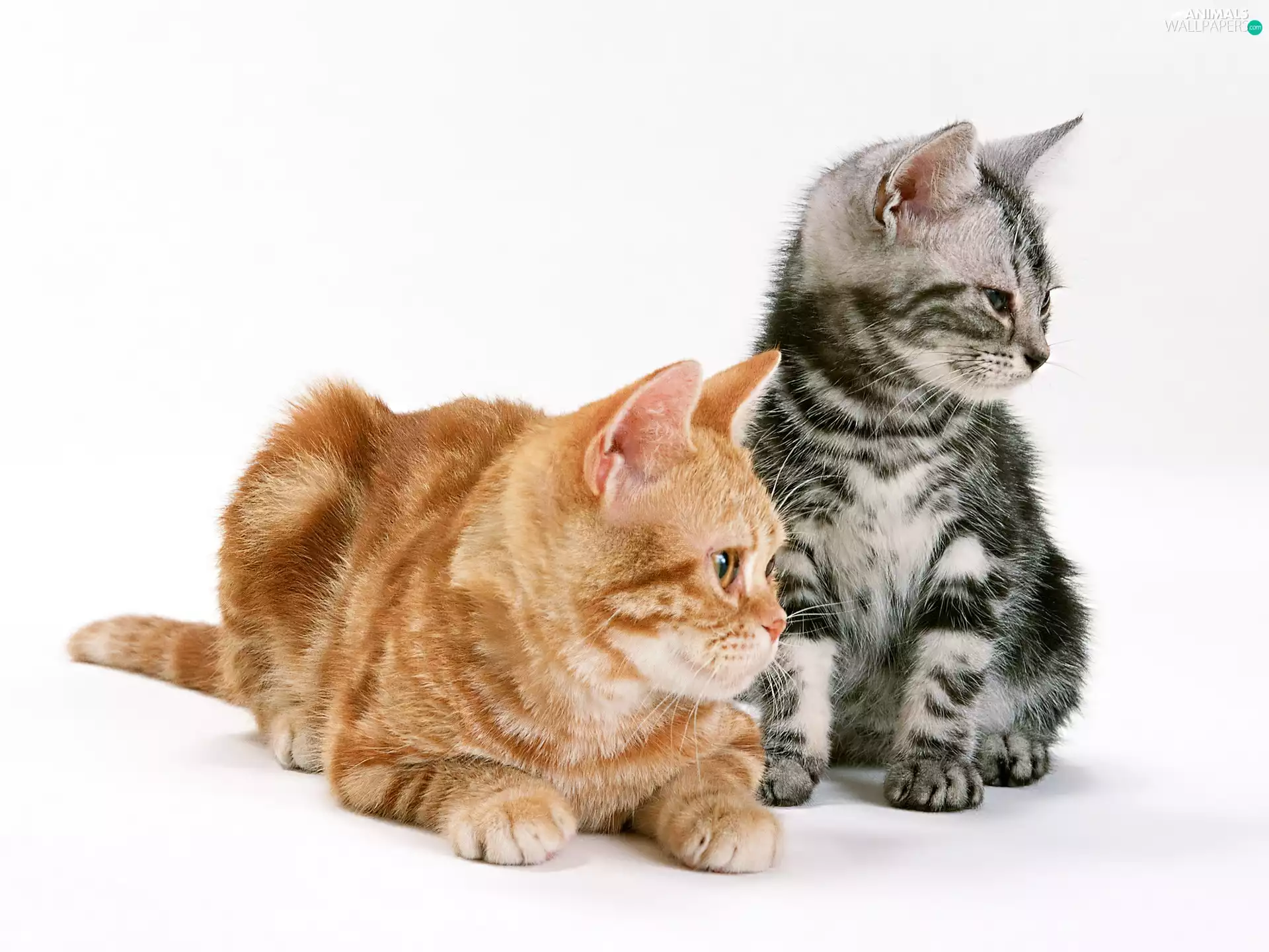 Two cars, ginger, striped, cats