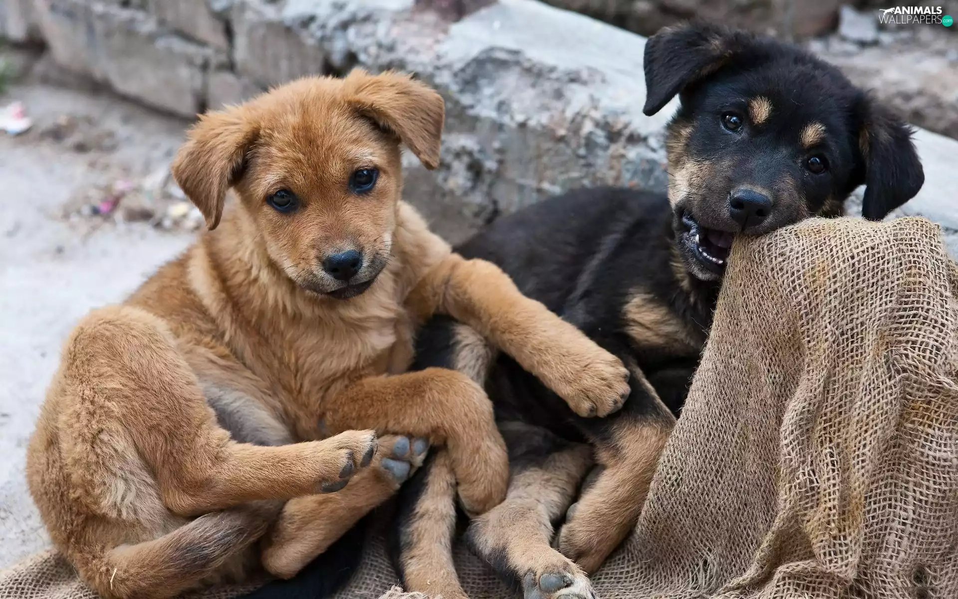 Two cars, ginger, Black, puppies
