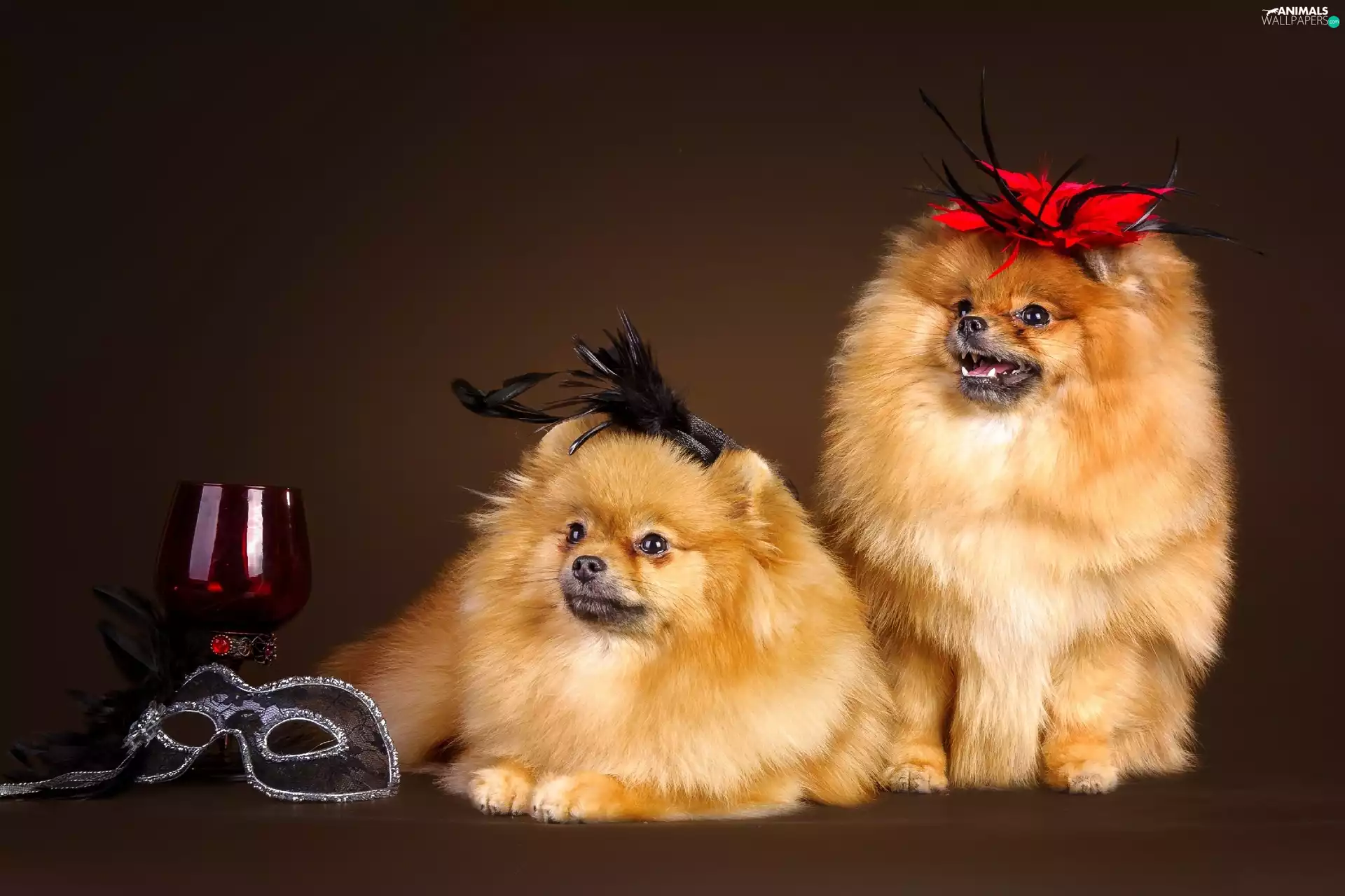 Two cars, glass, Mask, Spitz