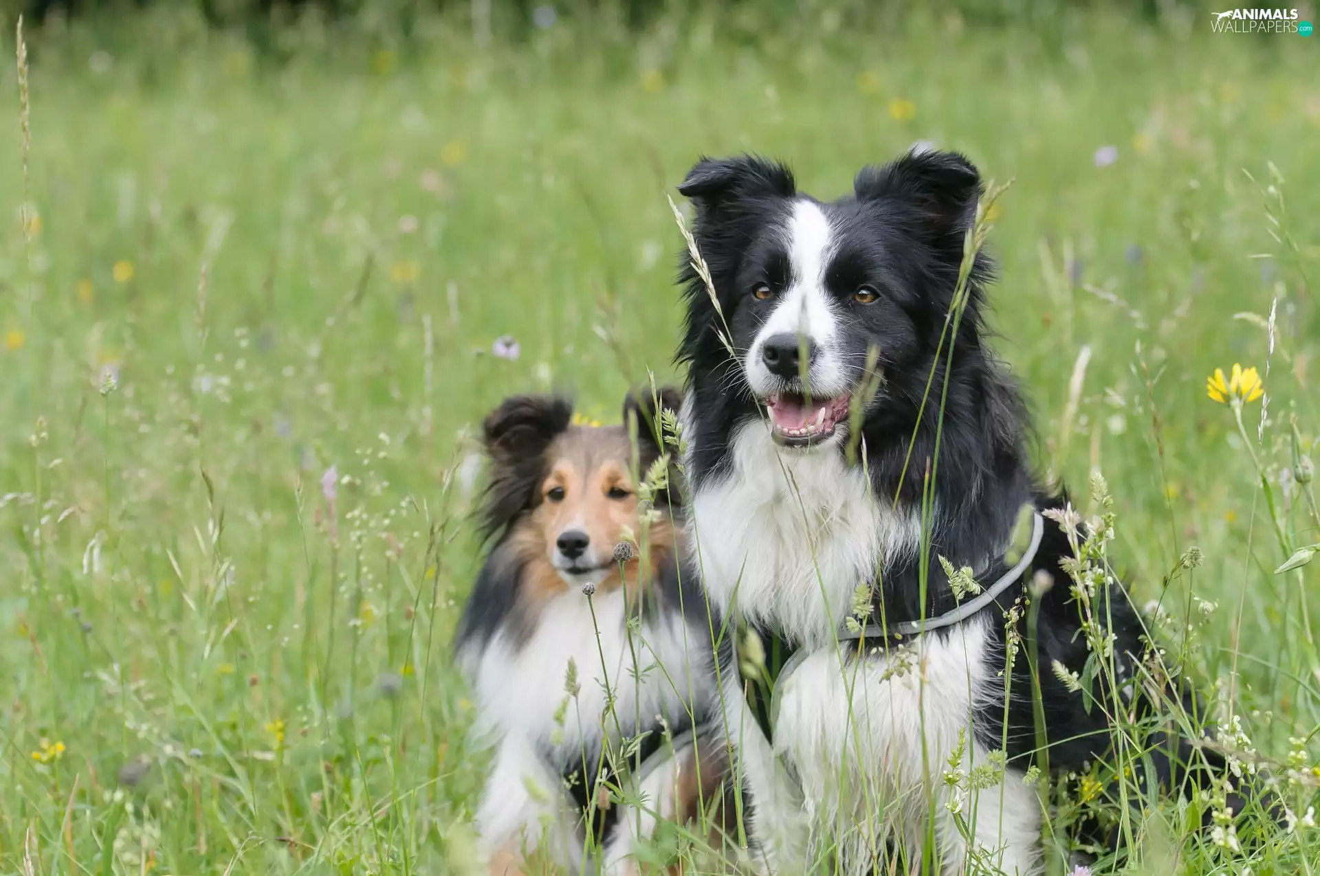 Border Collie, grass, Dogs, shetland Sheepdog, Two cars