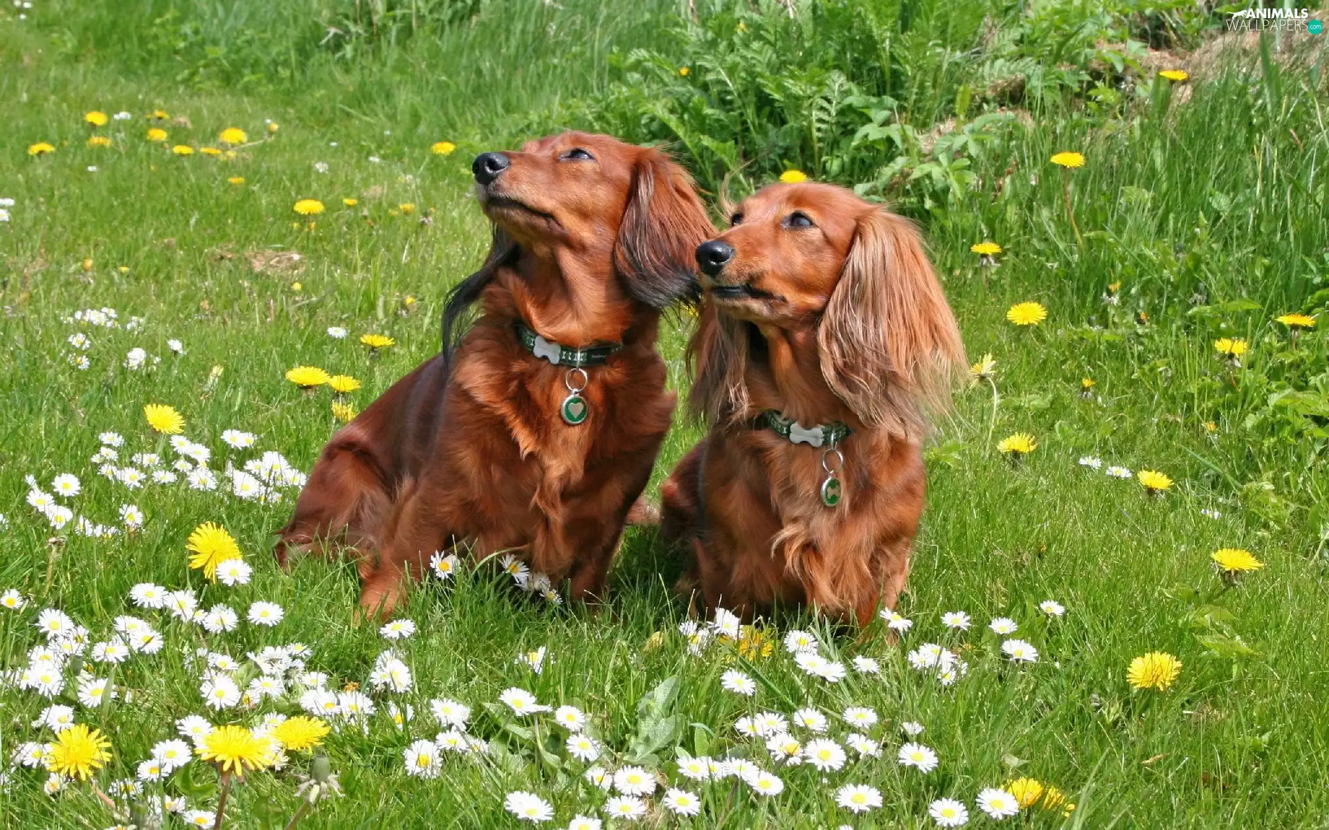 Two cars, grass, Flowers, dachshunds
