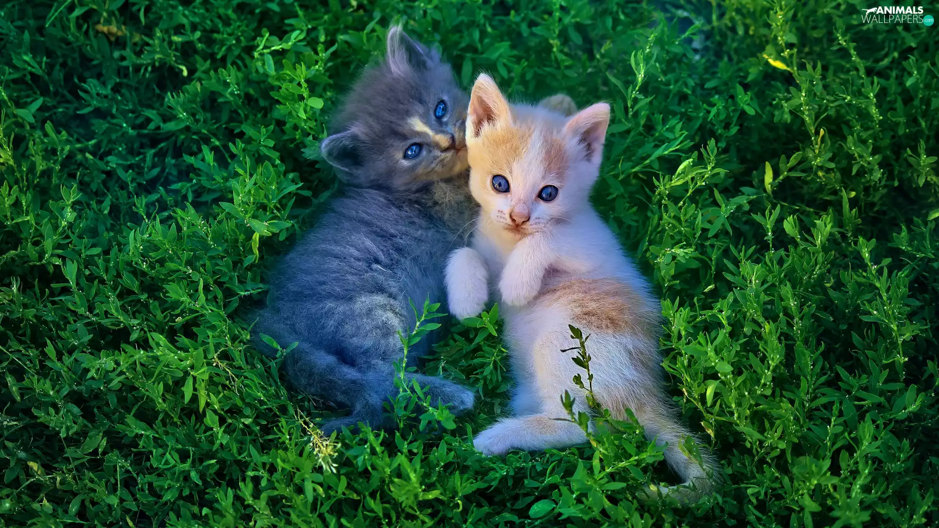 little doggies, grass, Gray, ginger, cats, Two cars