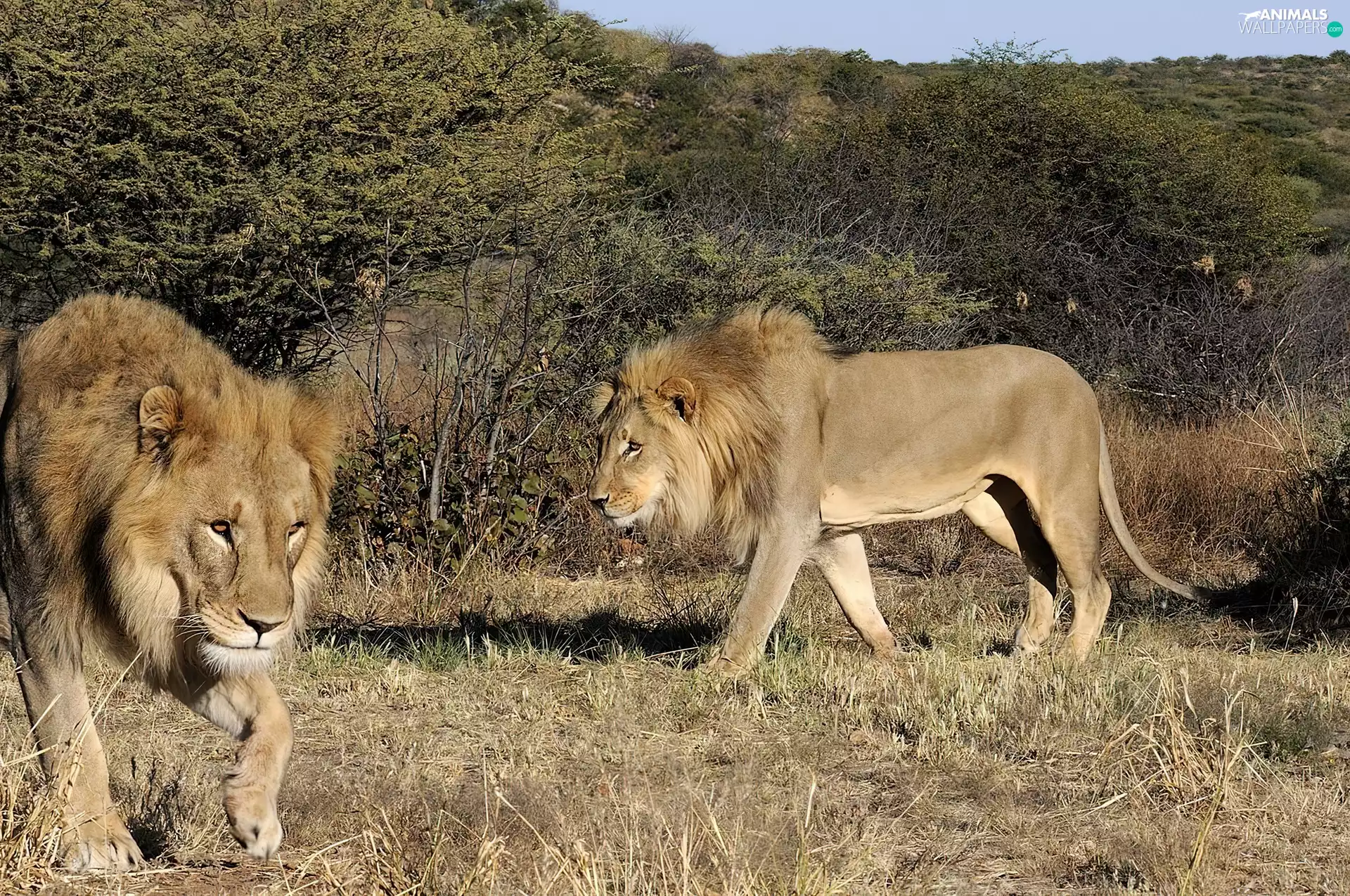 Two cars, grass, Bushes, lions