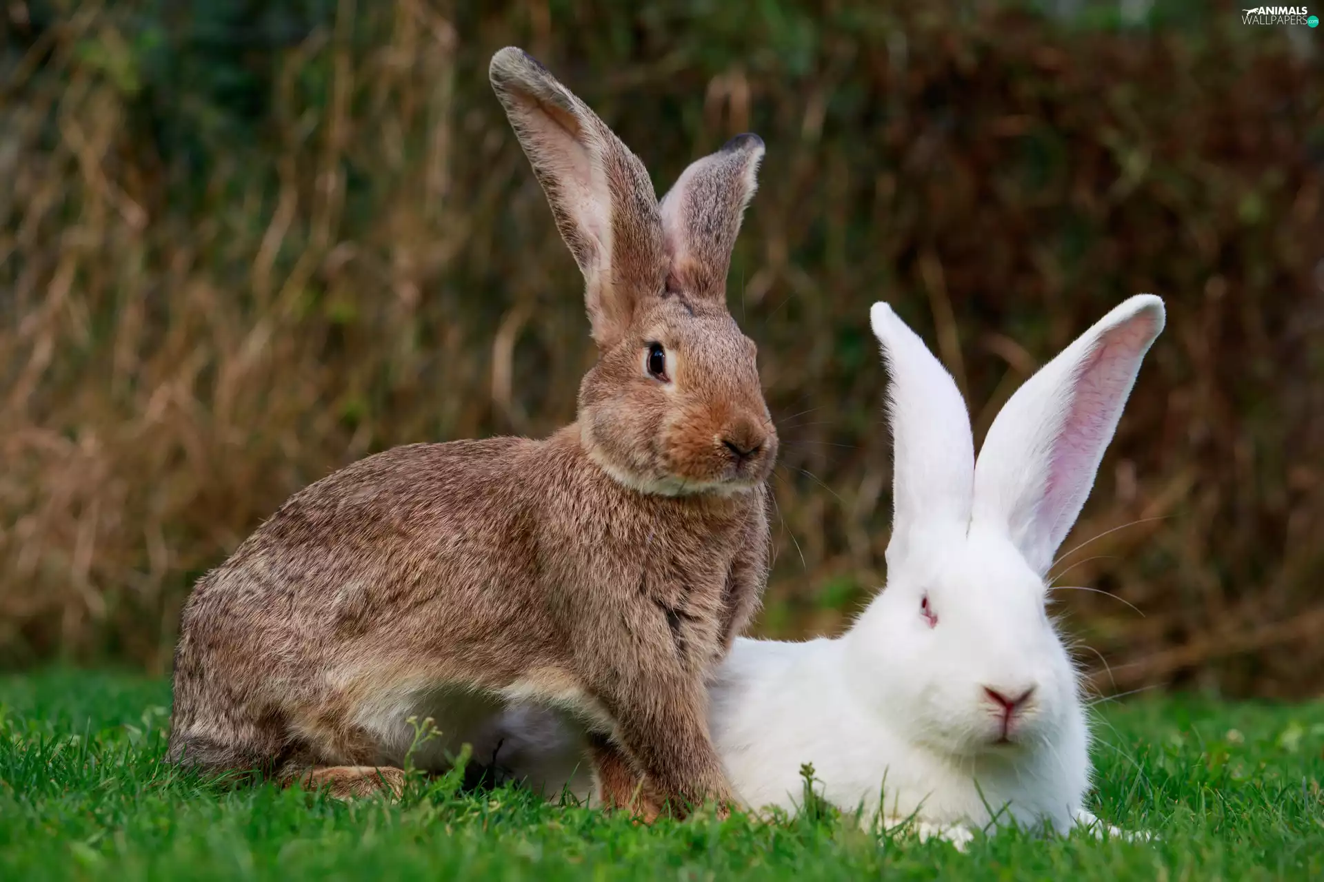 Two cars, grass, blur, Rabbits