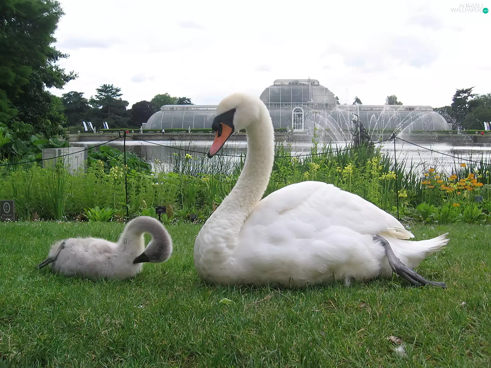 Two cars, grass, fountain, Swan