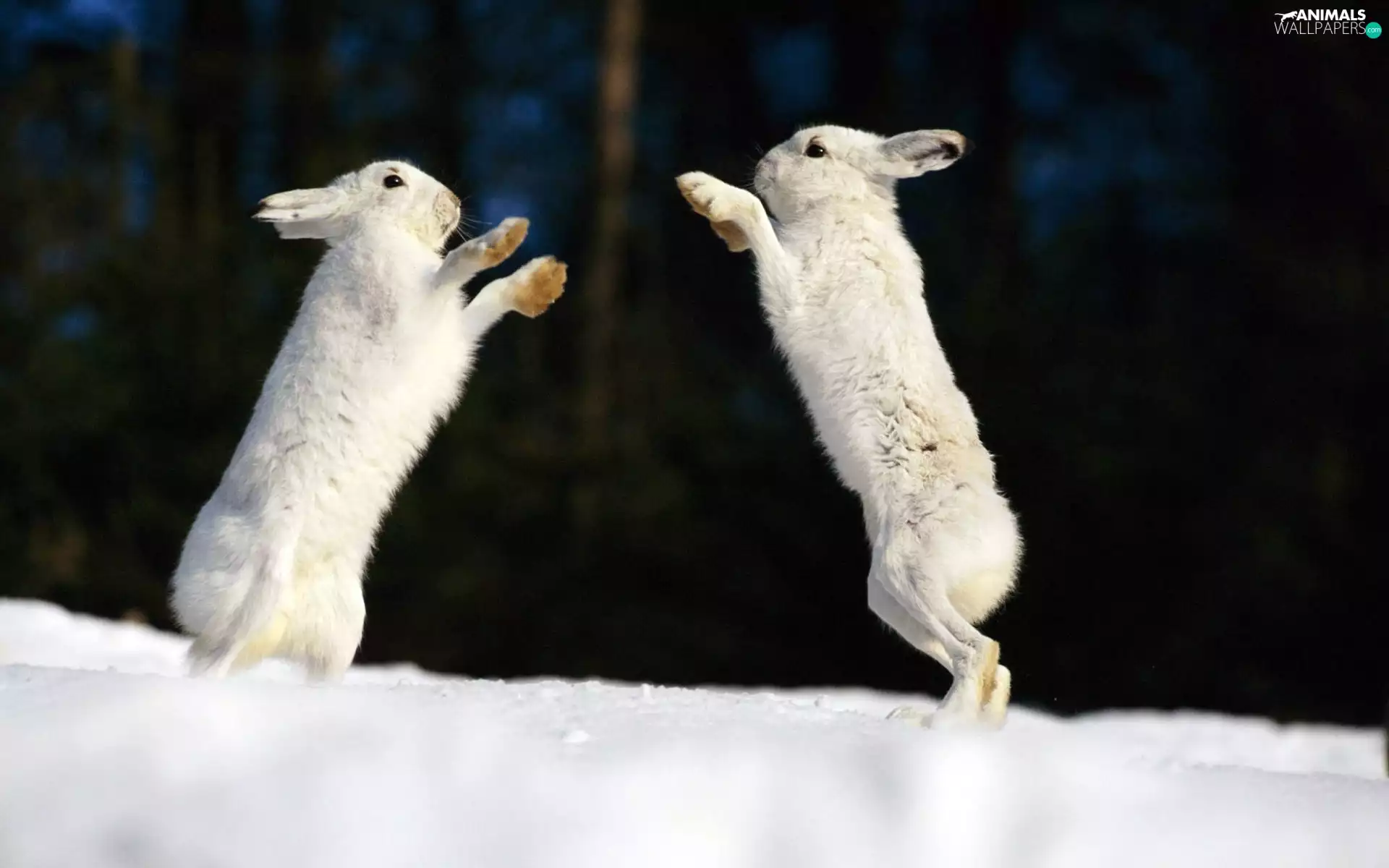 Two cars, hare, snow, White