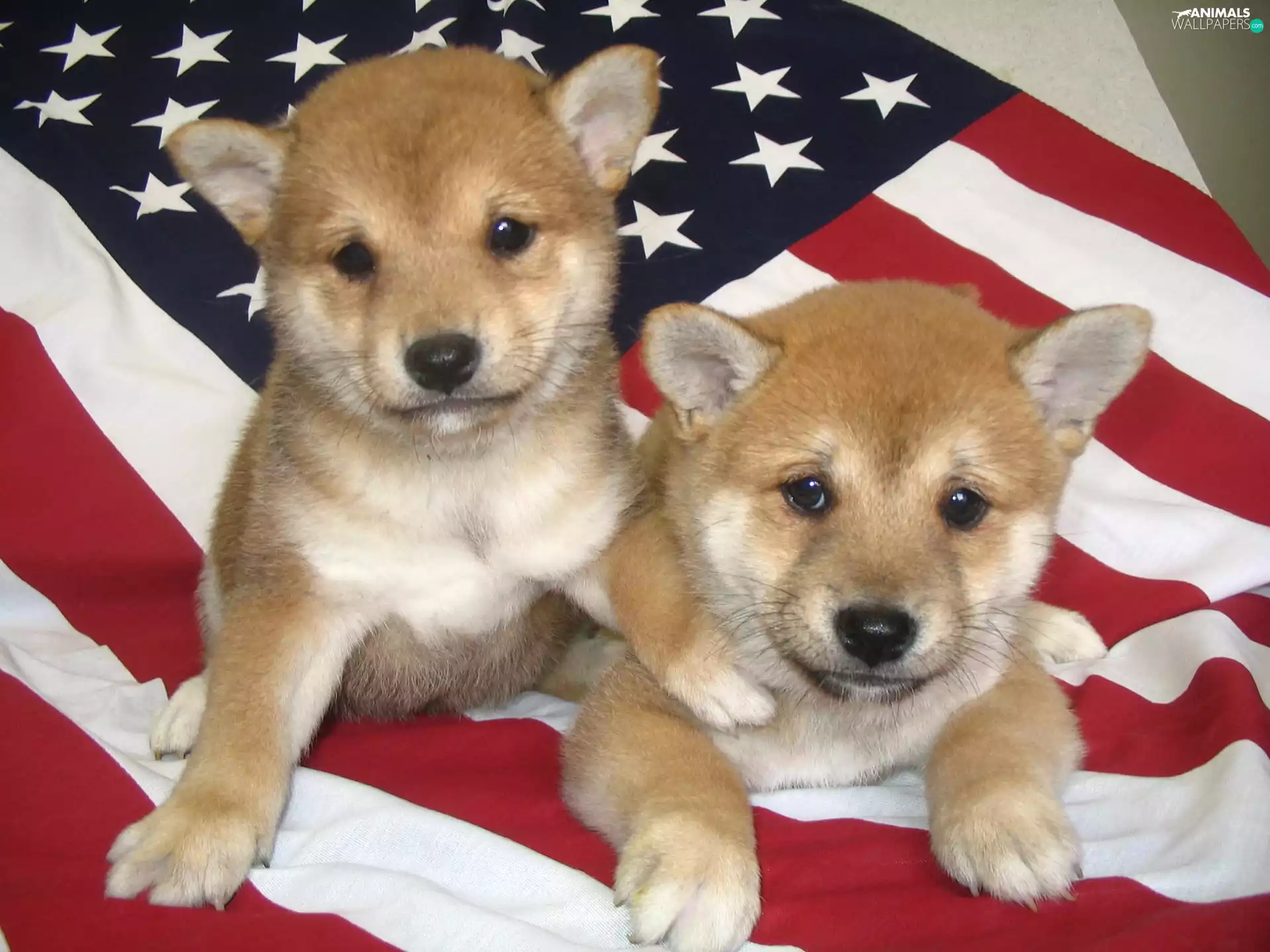 USA flag, Two cars, Shiba inu