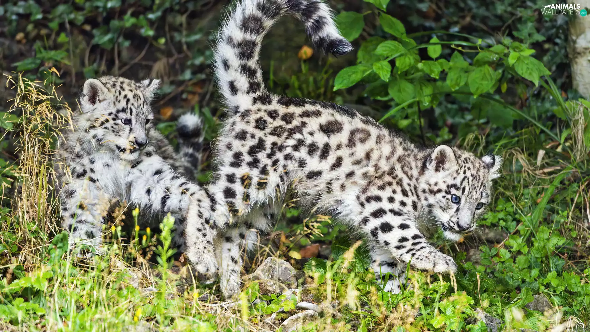 Irbisy, young, Two cars