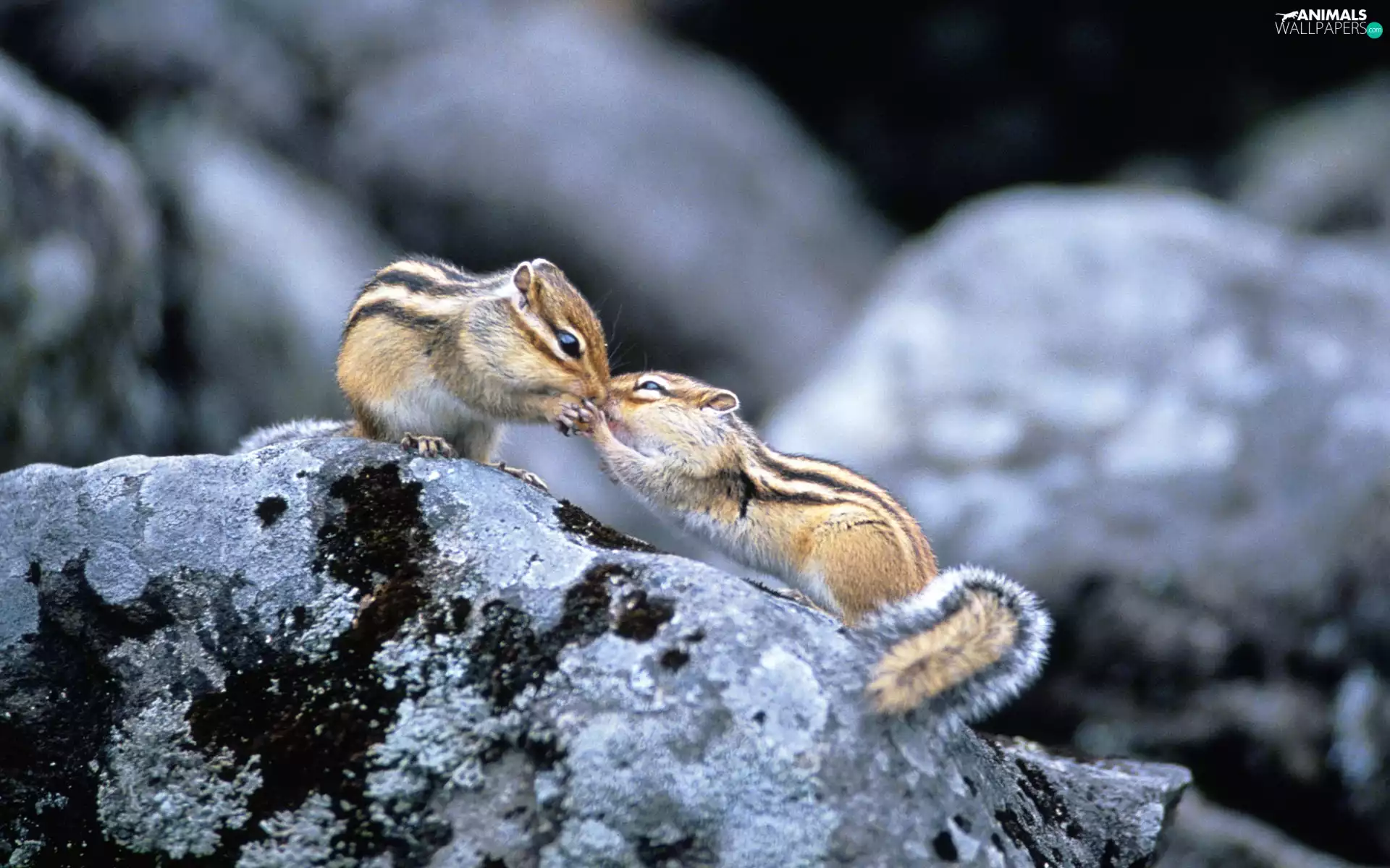 Two cars, kiss, rocks, Chipmunks