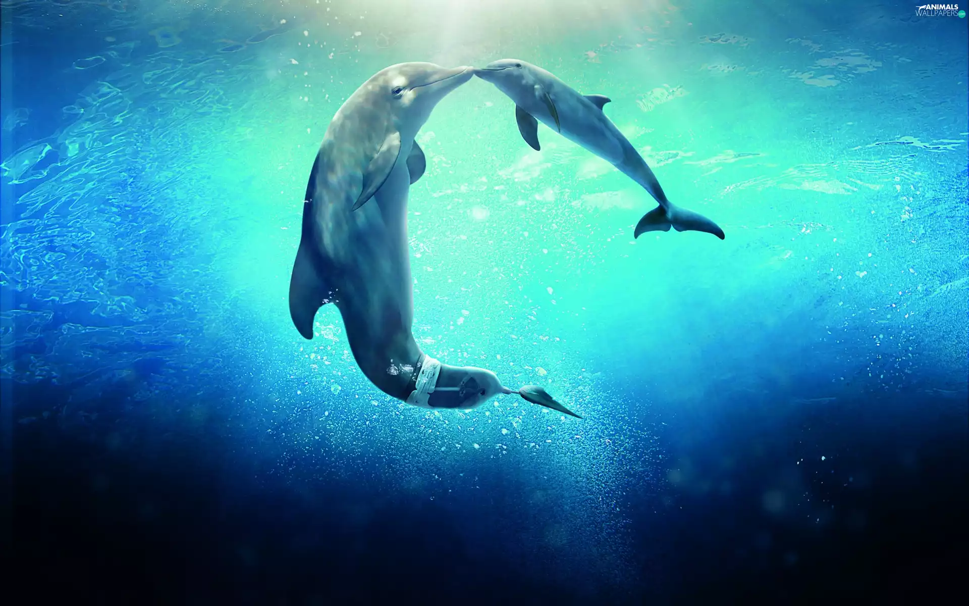 Two cars, kiss, sea, dolphins