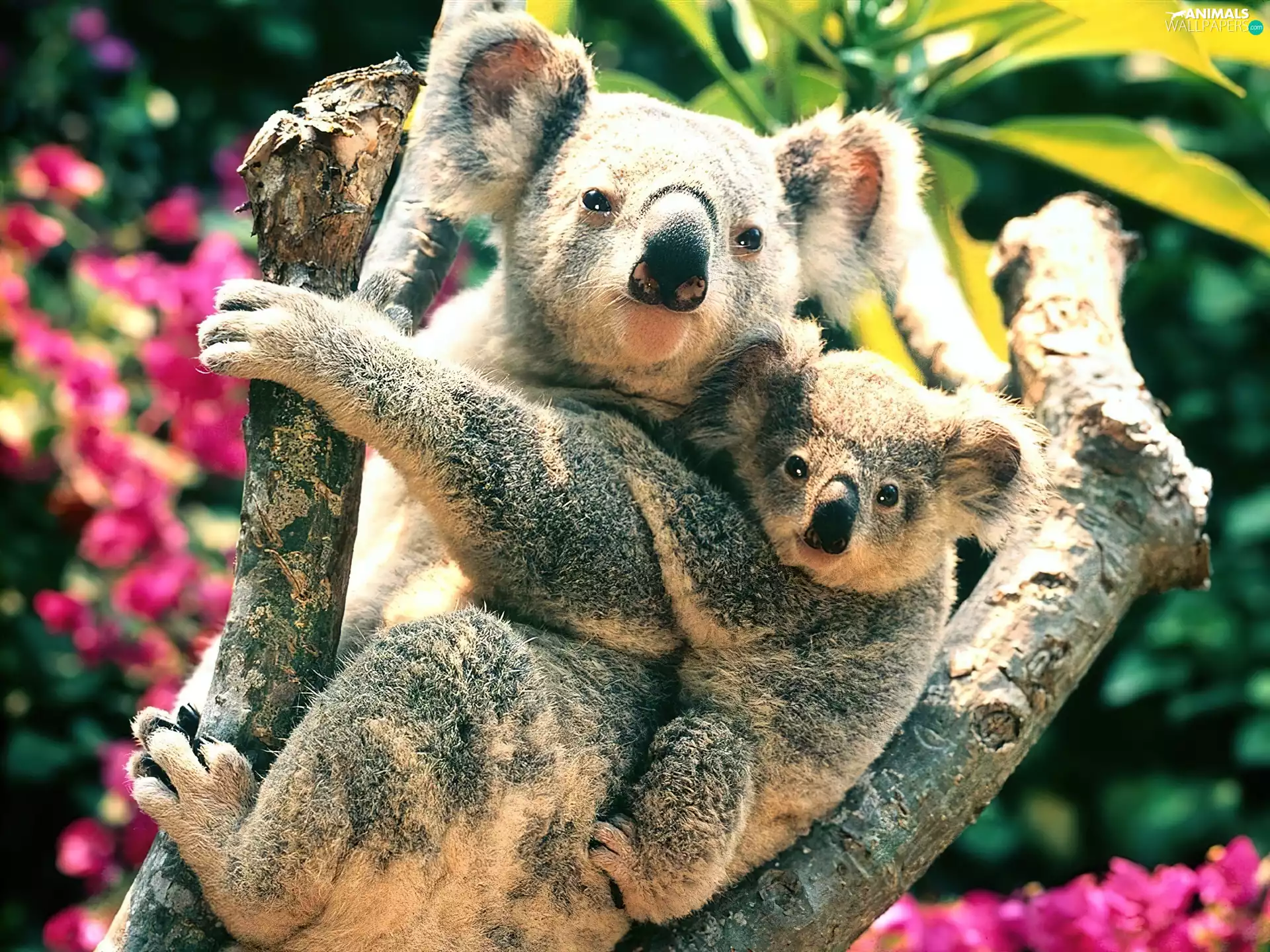 Two cars, Koala, trees, bear