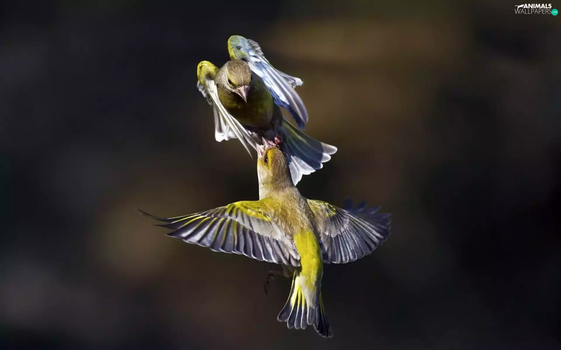 Two cars, linnet, Greenfinches, birds
