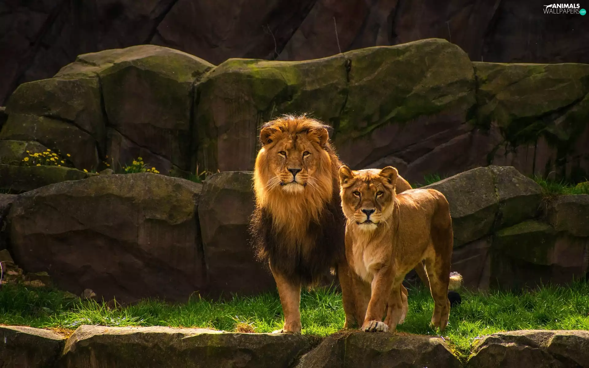 Two cars, Lioness, Lion, lions