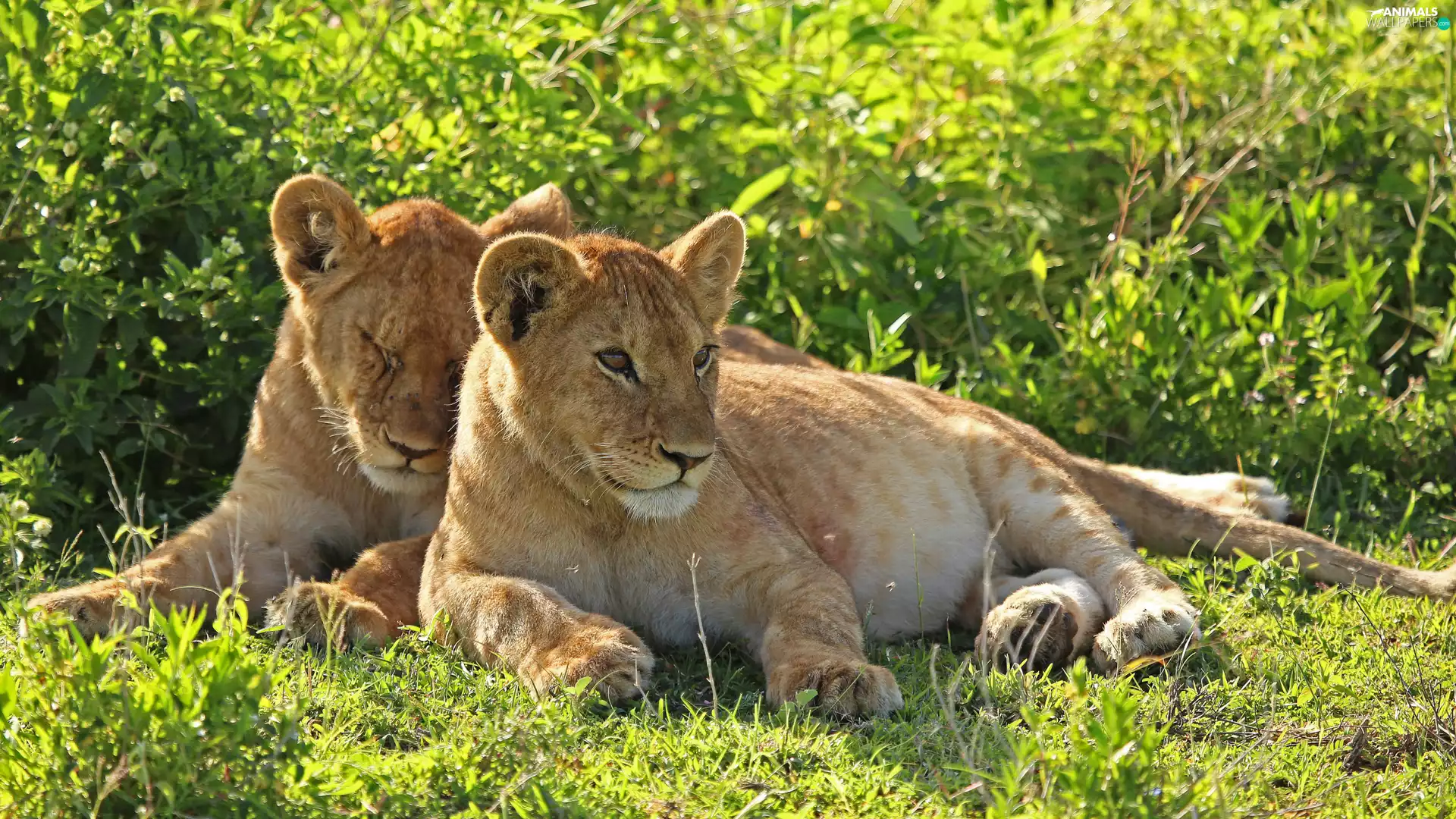 Two cars, lions, grass, young