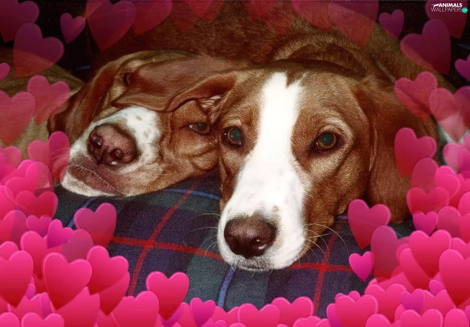 Two cars, love, hearts, Dogs