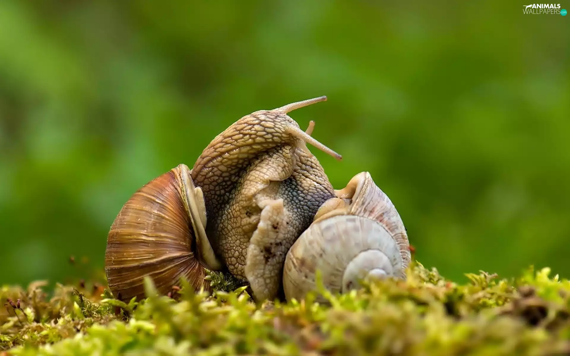 Two cars, love, Close, Snails