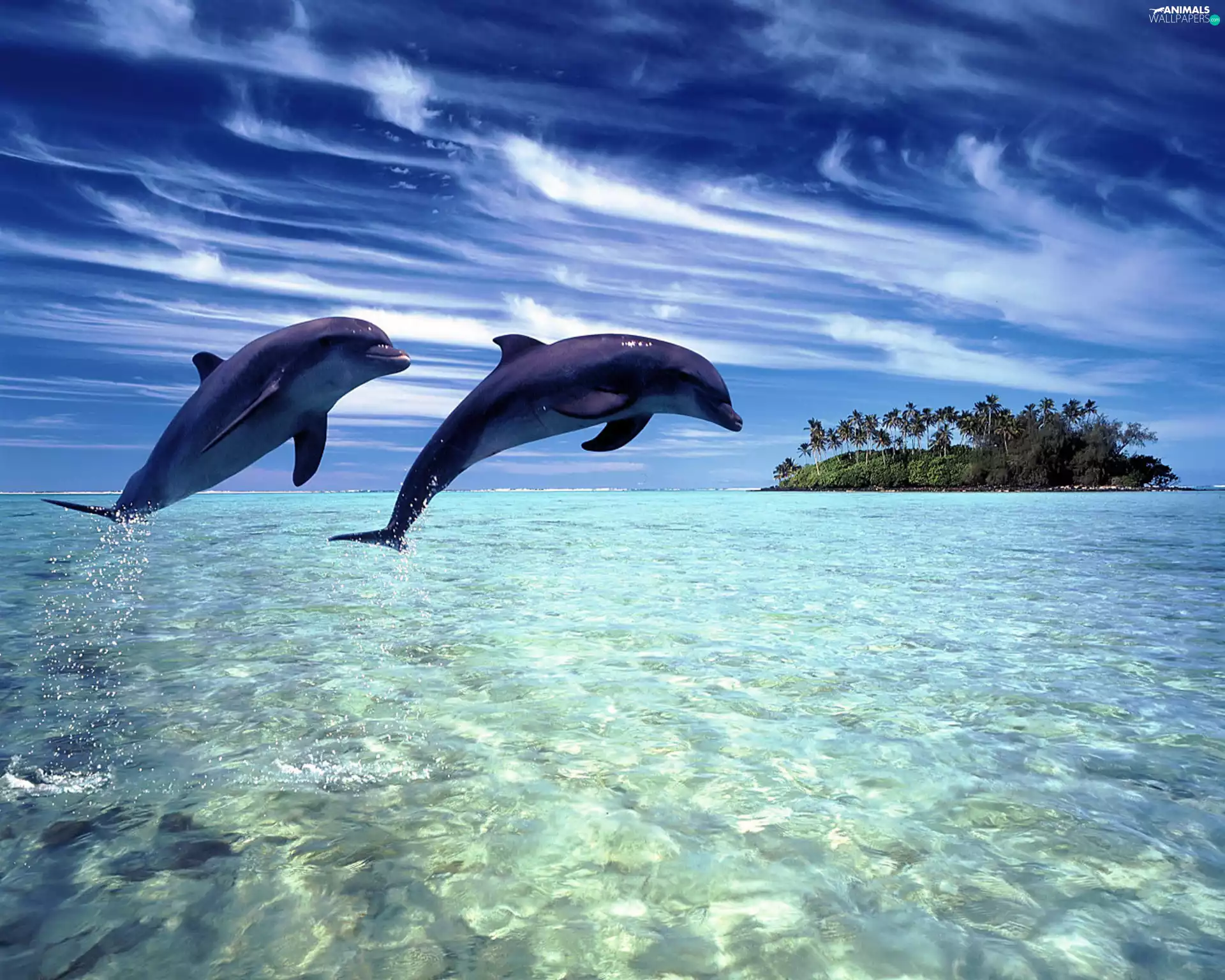 Two cars, Ocean, Island, dolphins