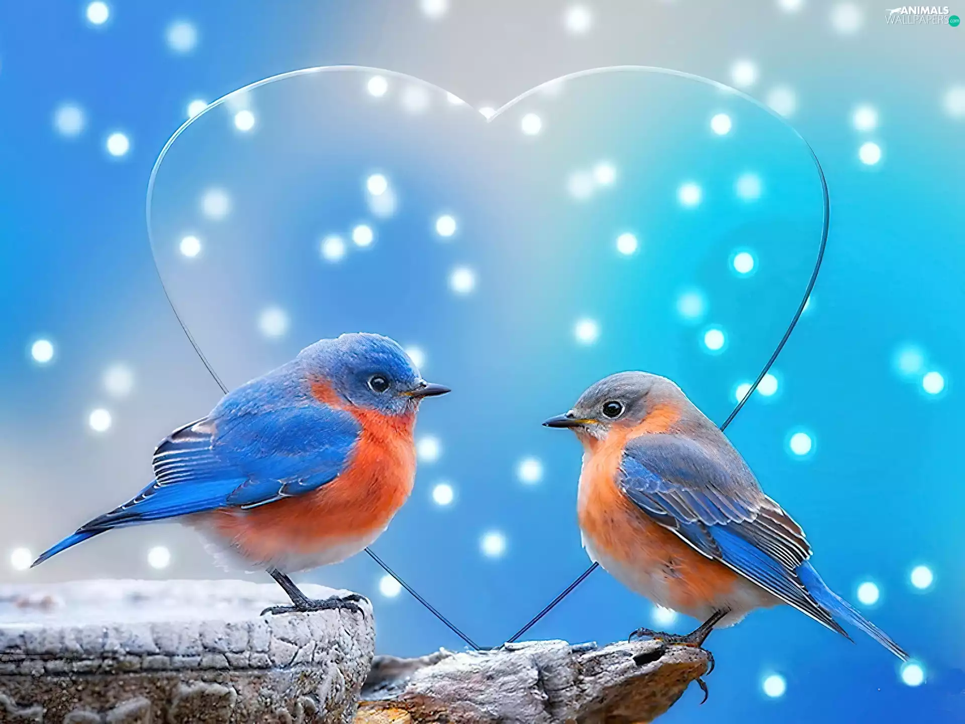 Two cars, Orange, birds, blue