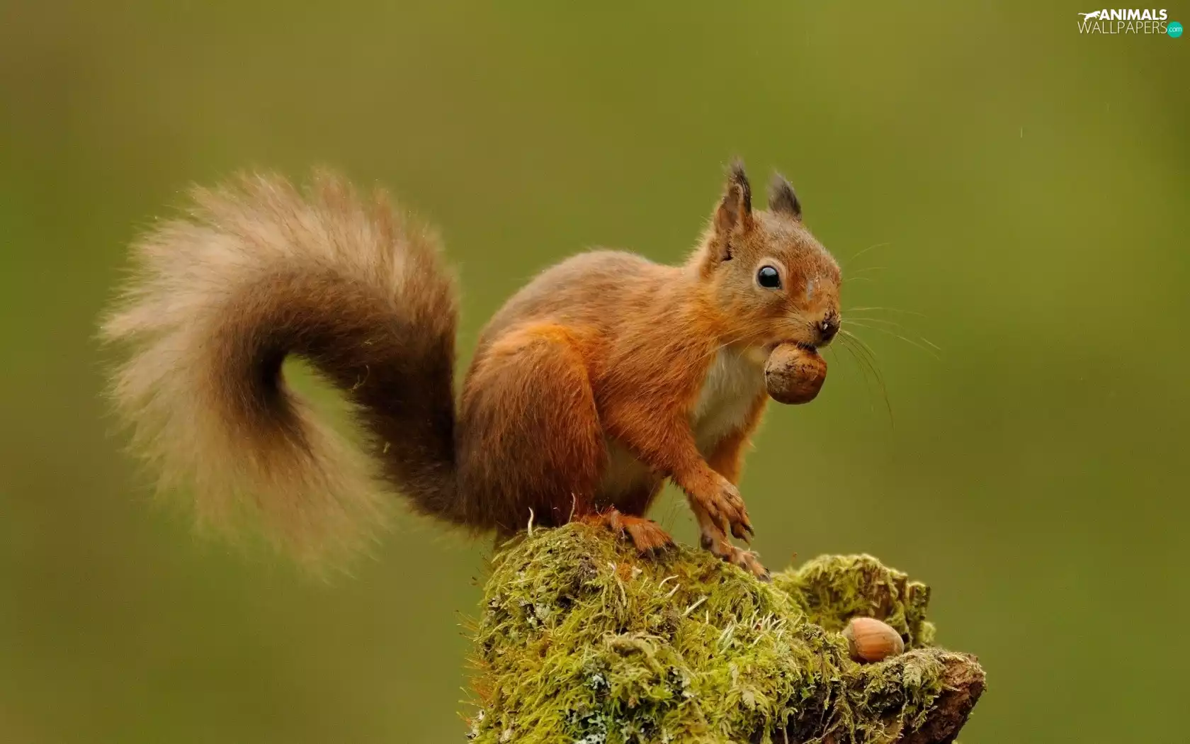 peanuts, squirrel, Two cars