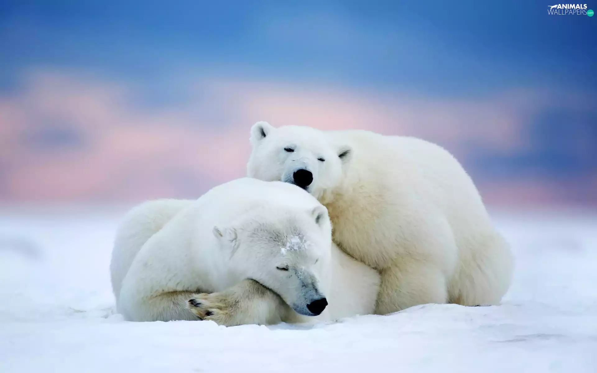 Two cars, polar, snow, bears