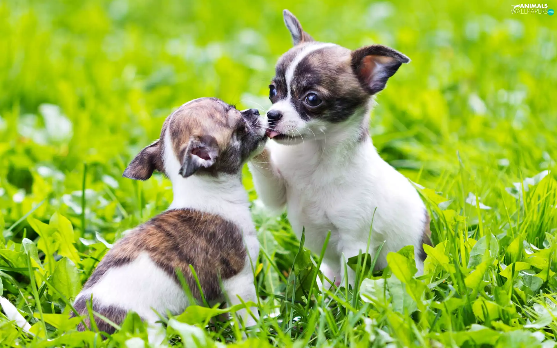 Two cars, puppies, grass, Chihuahua