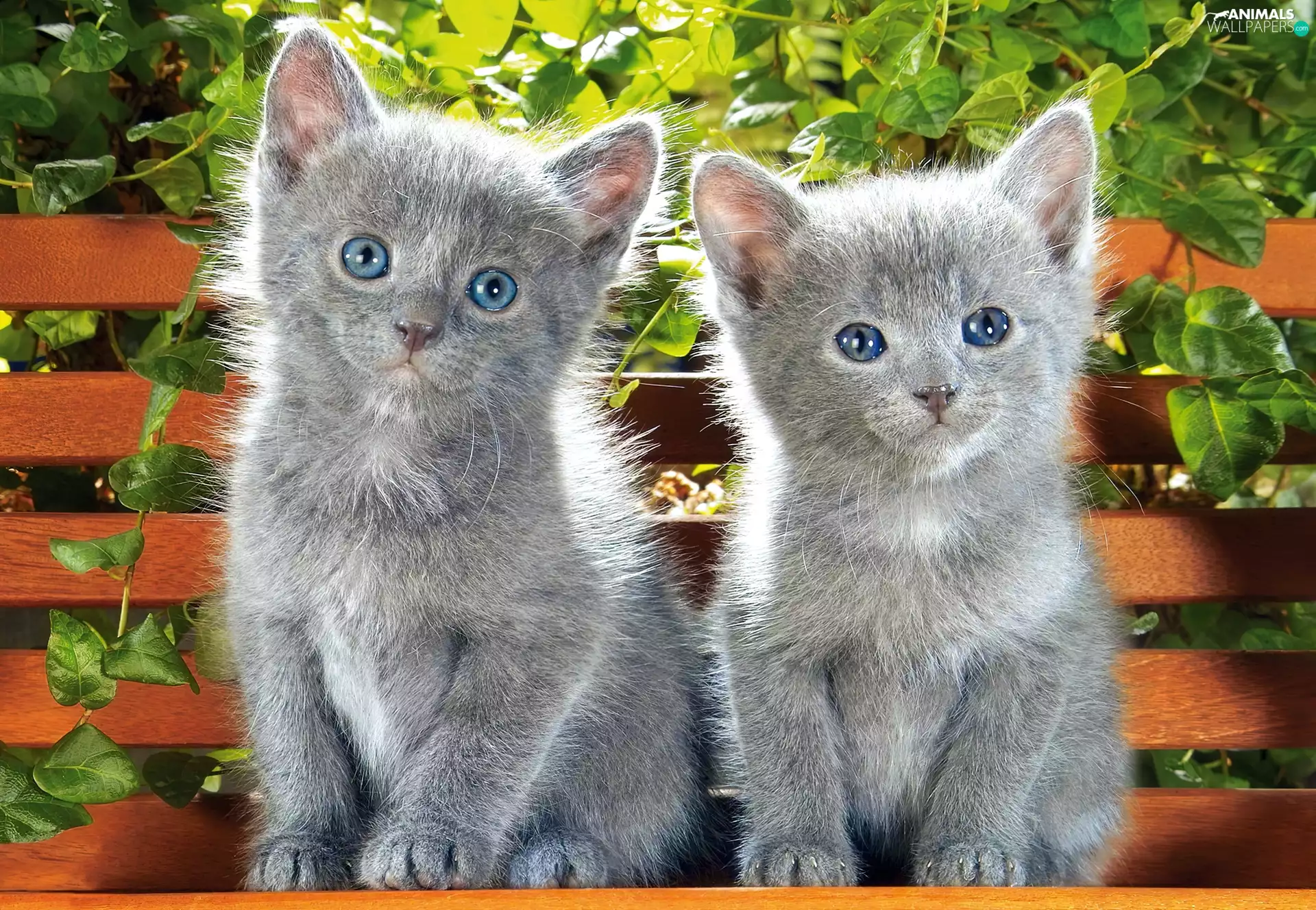 Two cars, puss, Bench, Grey