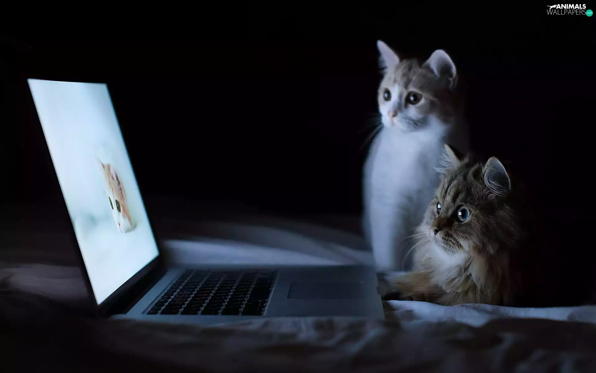 Two cars, puss, laptop, sweet