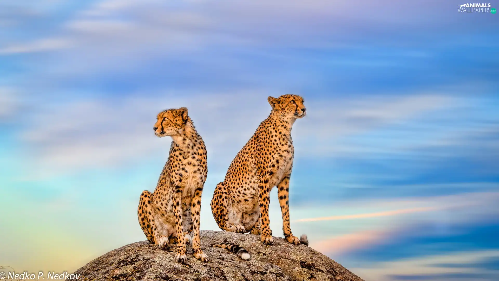 Two cars, Rocks, Sky, Cheetah