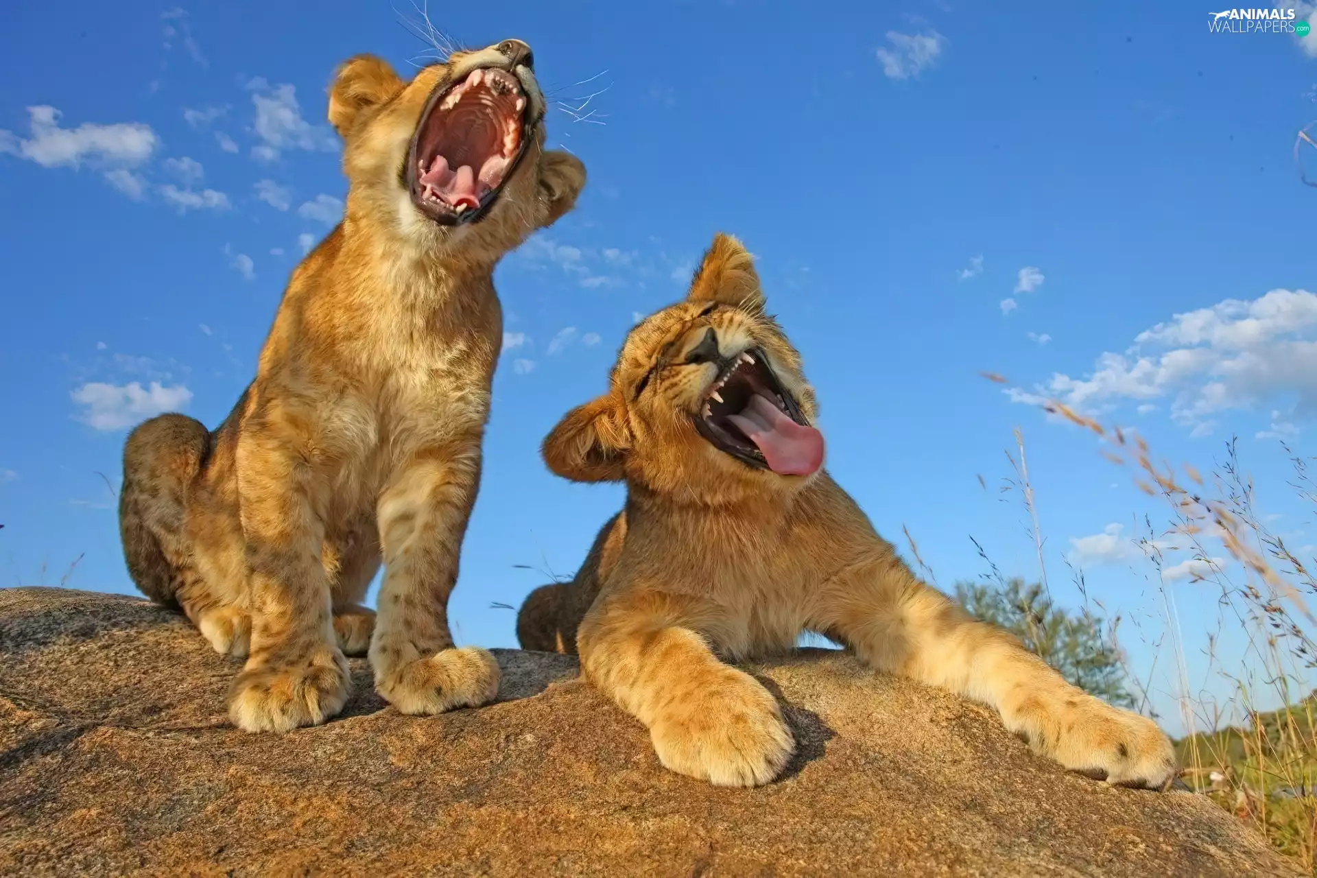Two cars, Rocks, Sky, tigers