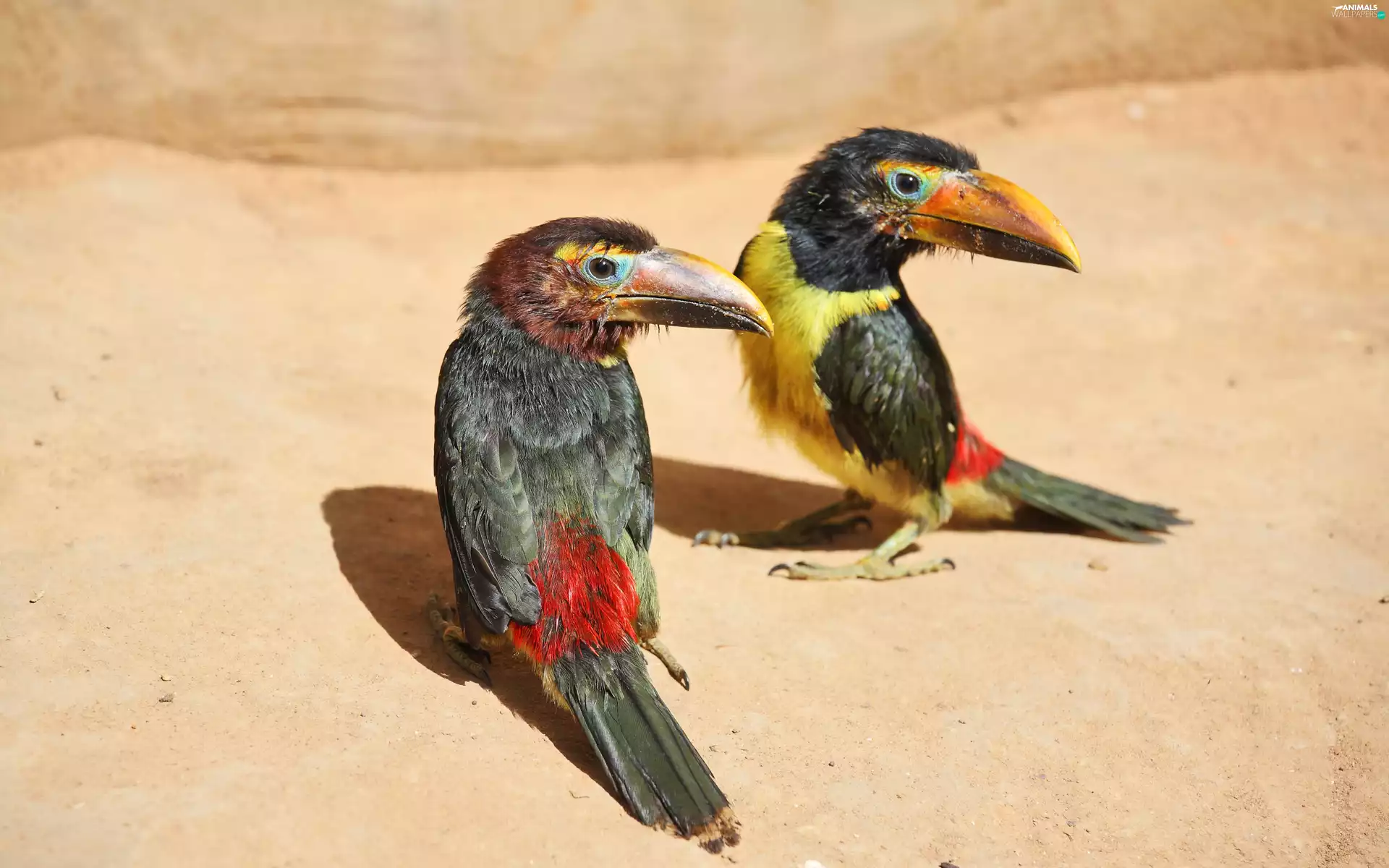 Two cars, Sand, colors, Toucan