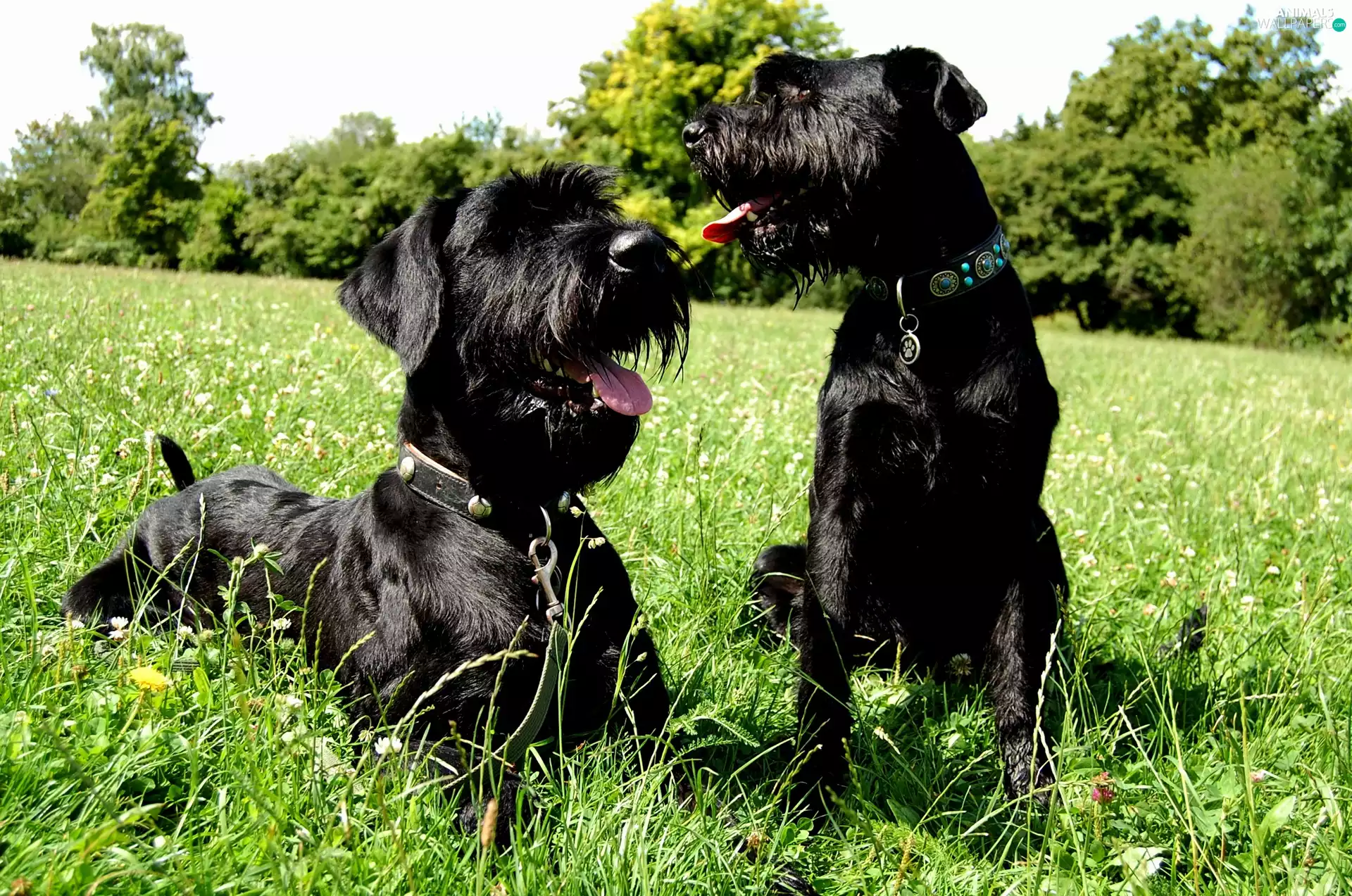 Two cars, Schnauzers, Meadow, puppies
