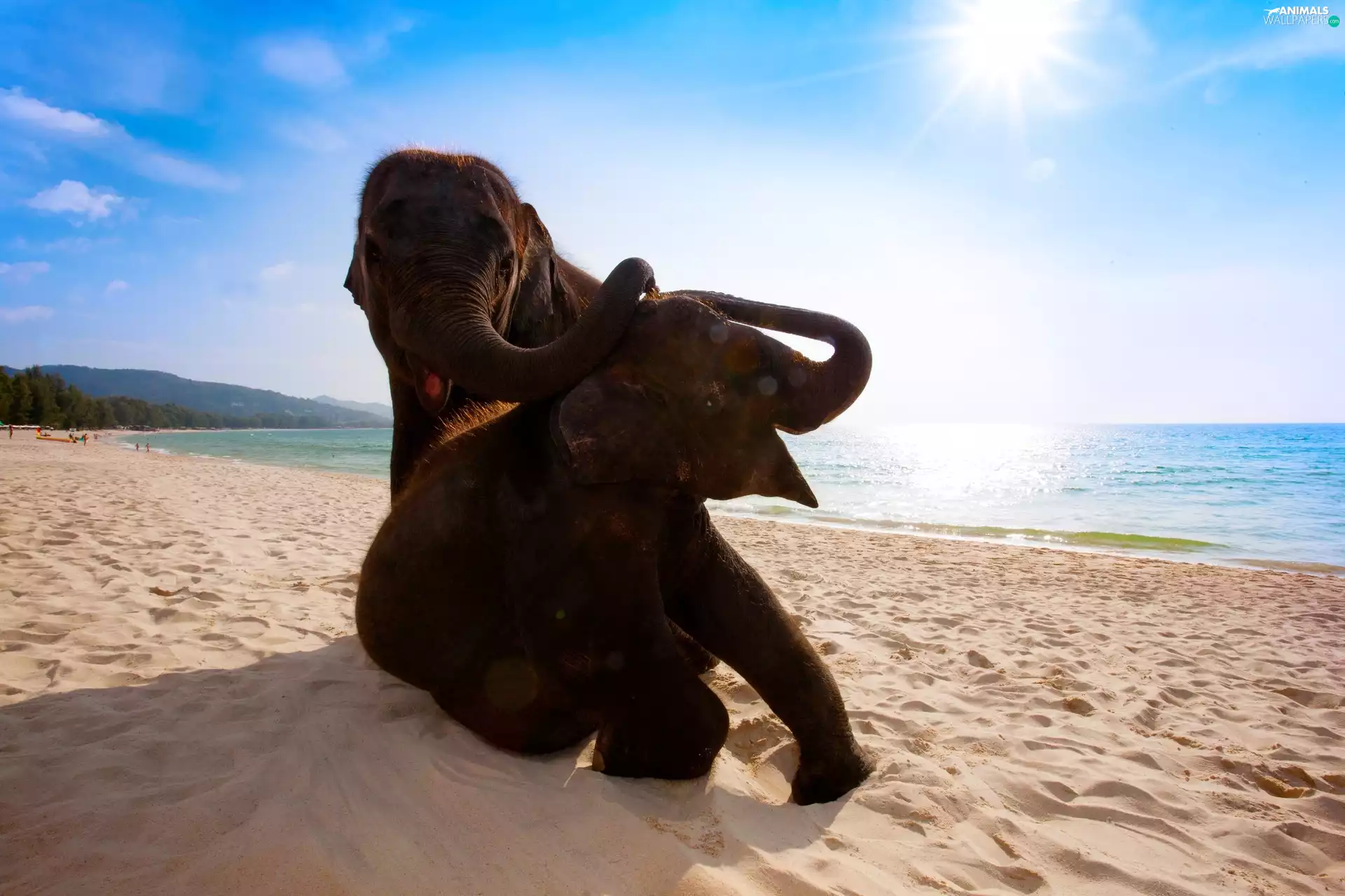 Two cars, sea, Beaches, Elephants