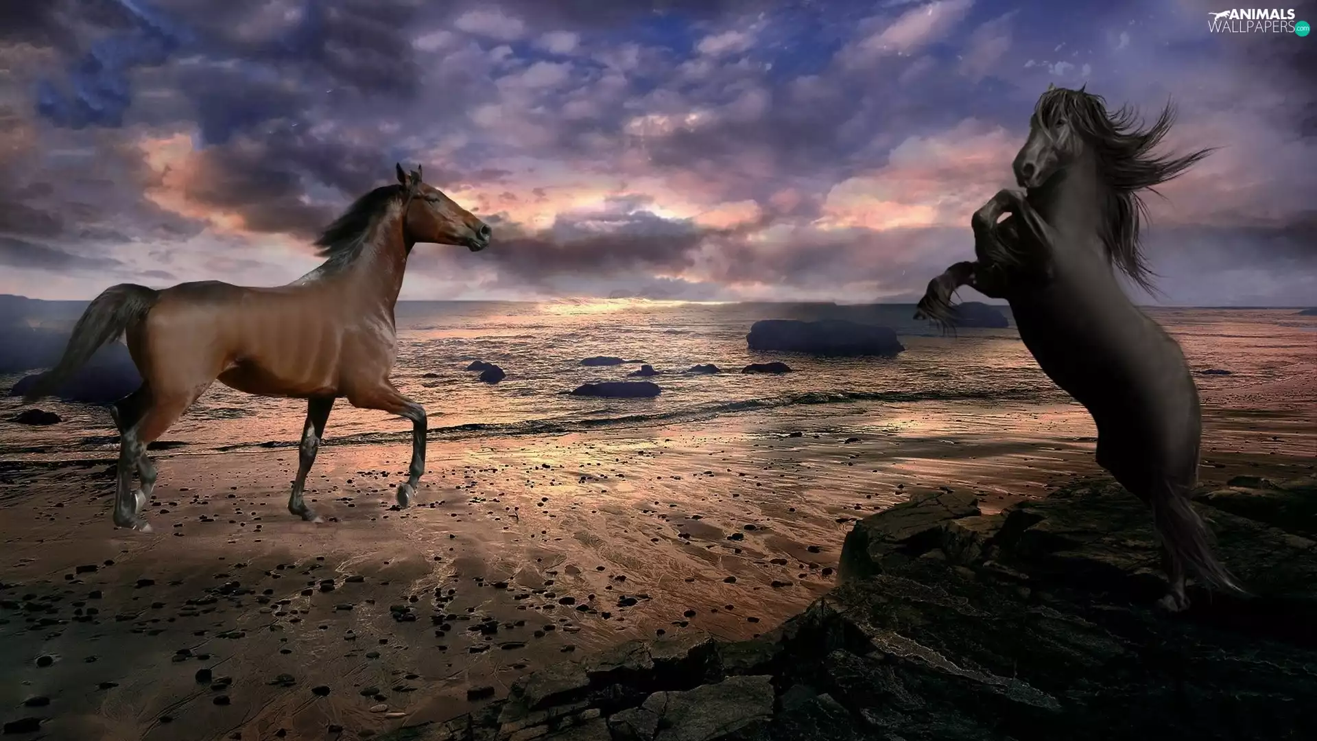 west, sun, Two cars, bloodstock, sea