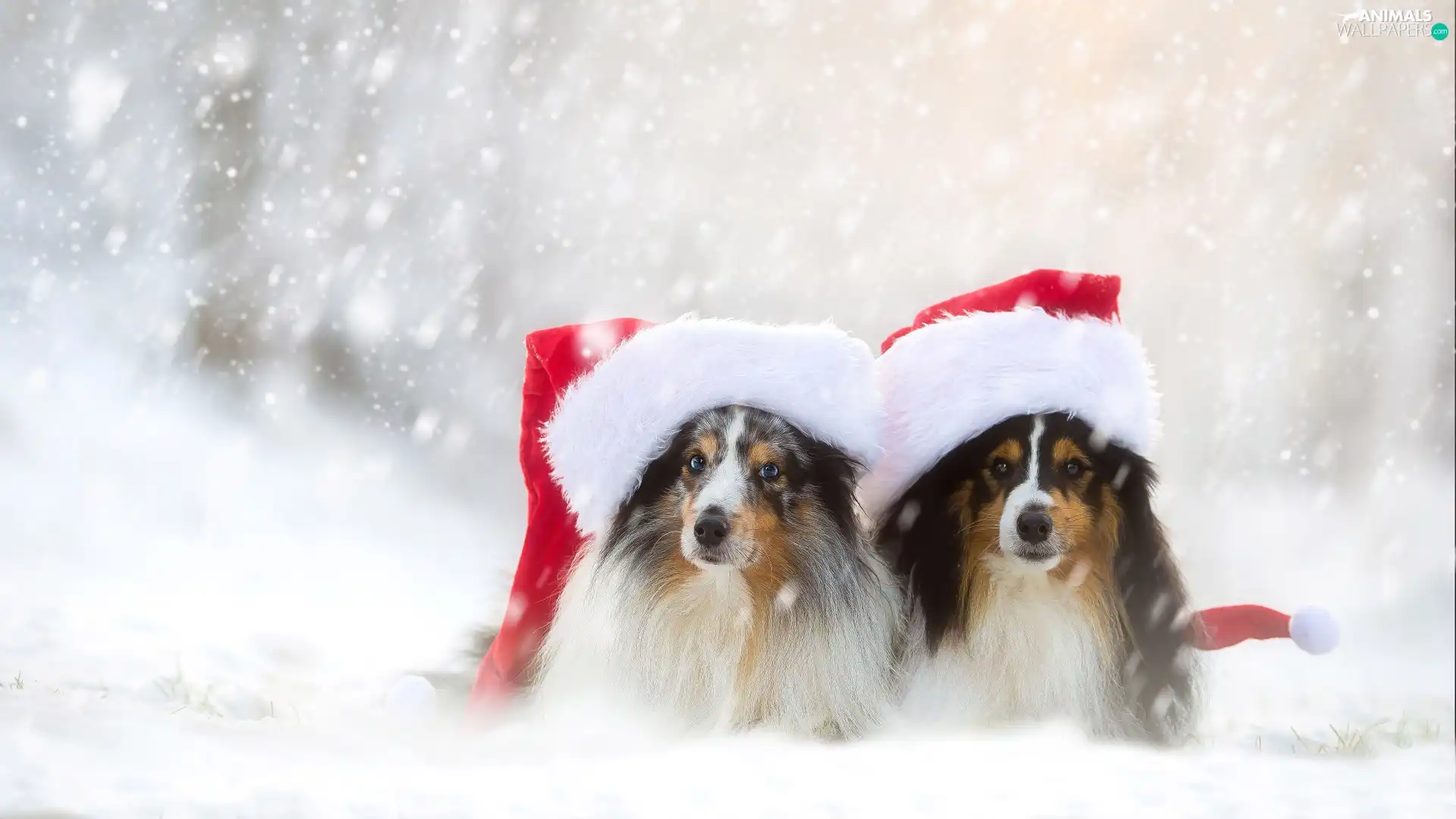 Dogs, snow, caps, Two cars, winter, Shetland Sheepdogs, Nicholas